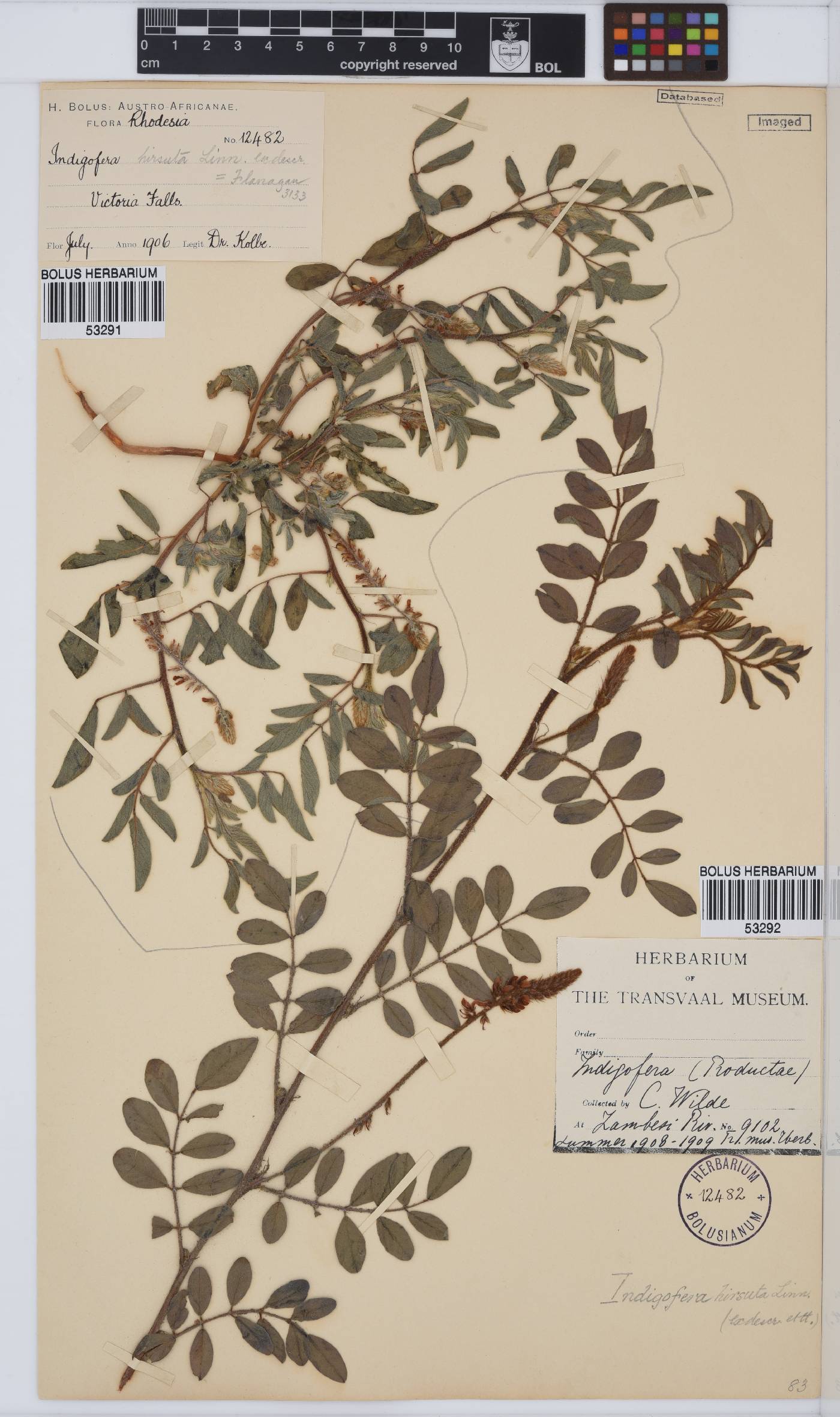 Indigofera hirsuta image