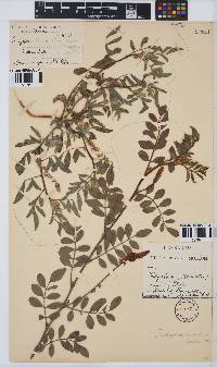 Indigofera hirsuta image