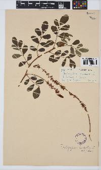 Indigofera hirsuta image