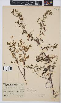 Indigofera hirsuta image