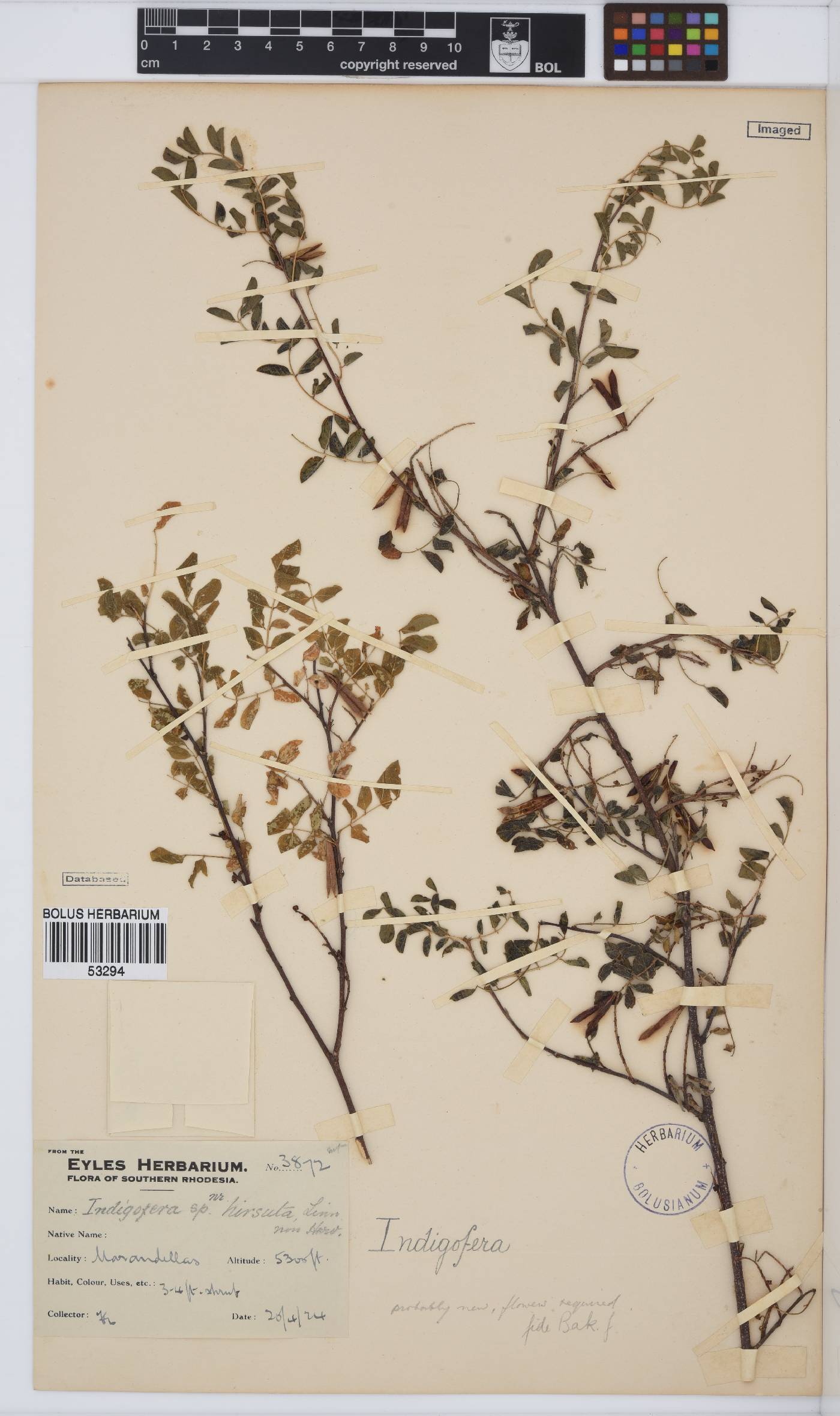 Indigofera hirsuta image