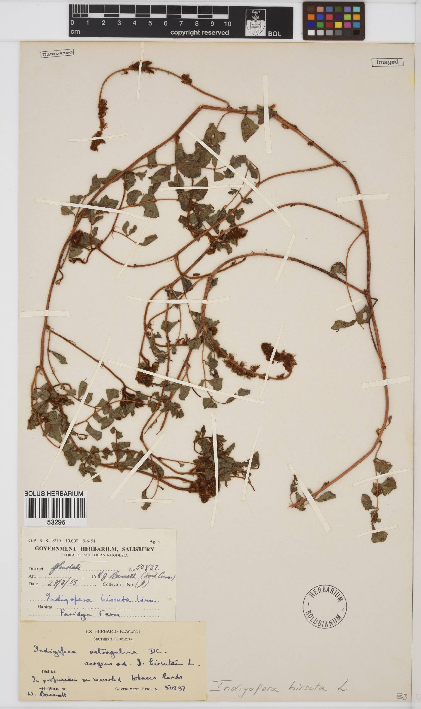Indigofera hirsuta image