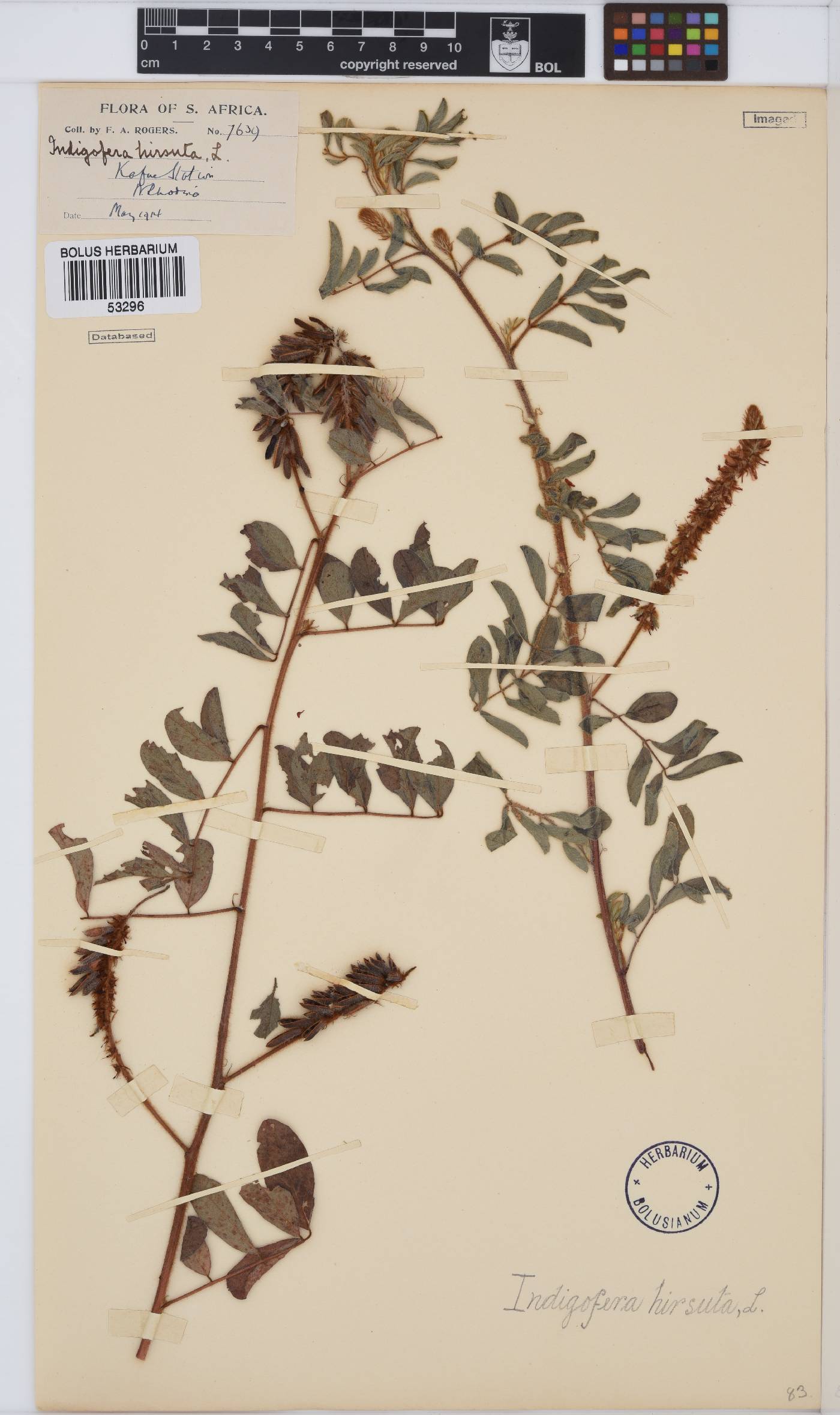 Indigofera hirsuta image