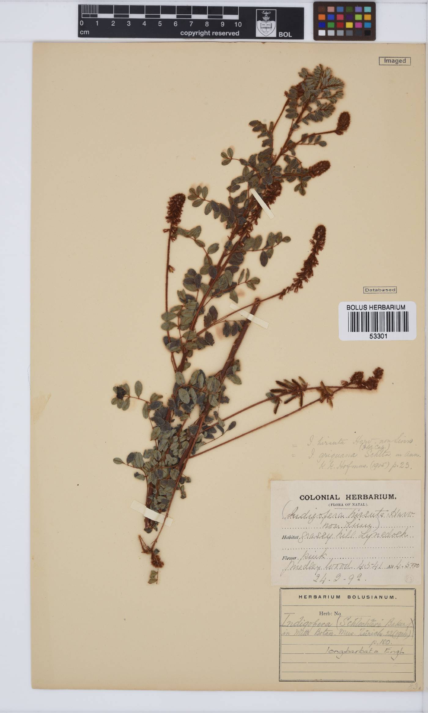 Indigofera longibarbata image