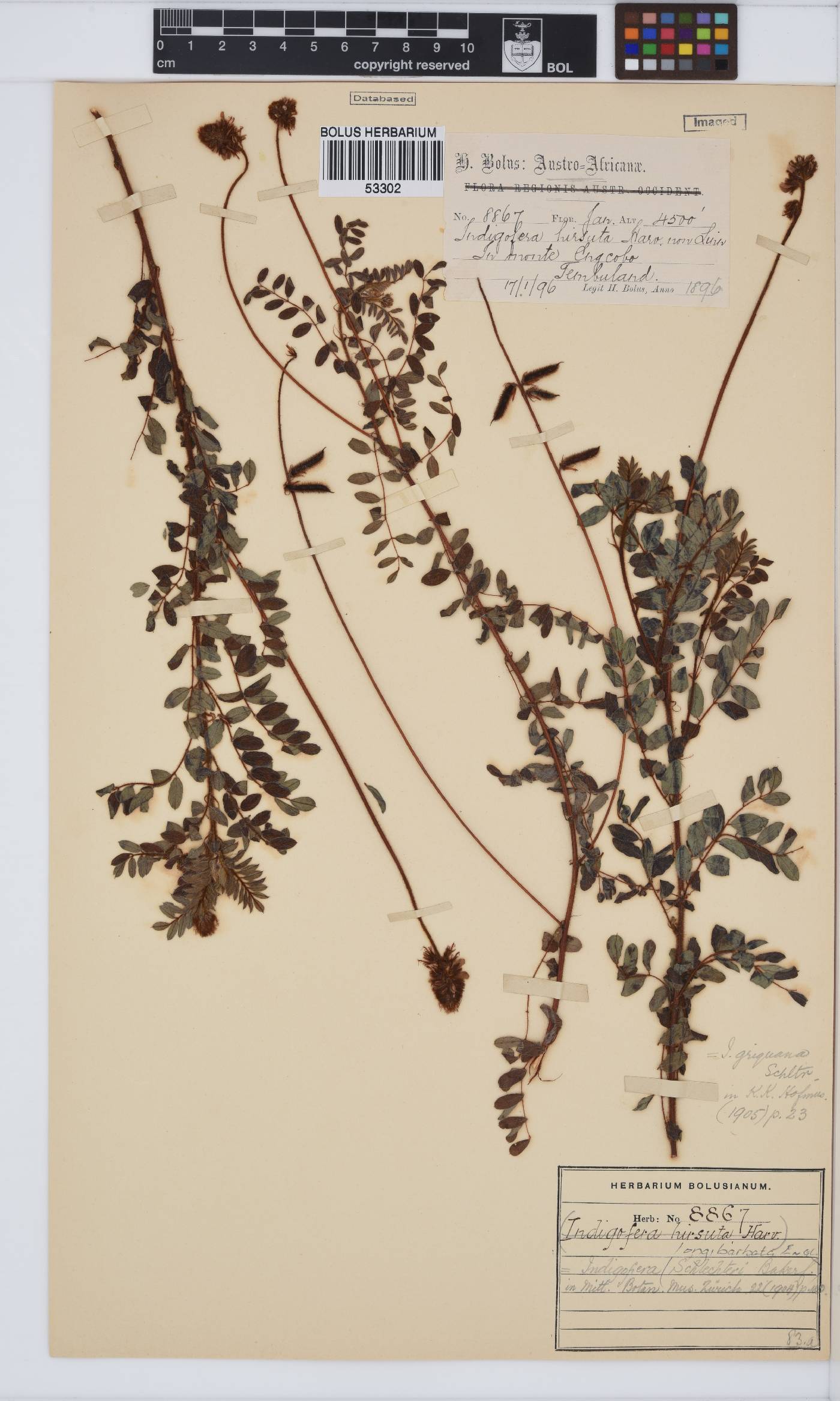 Indigofera longibarbata image