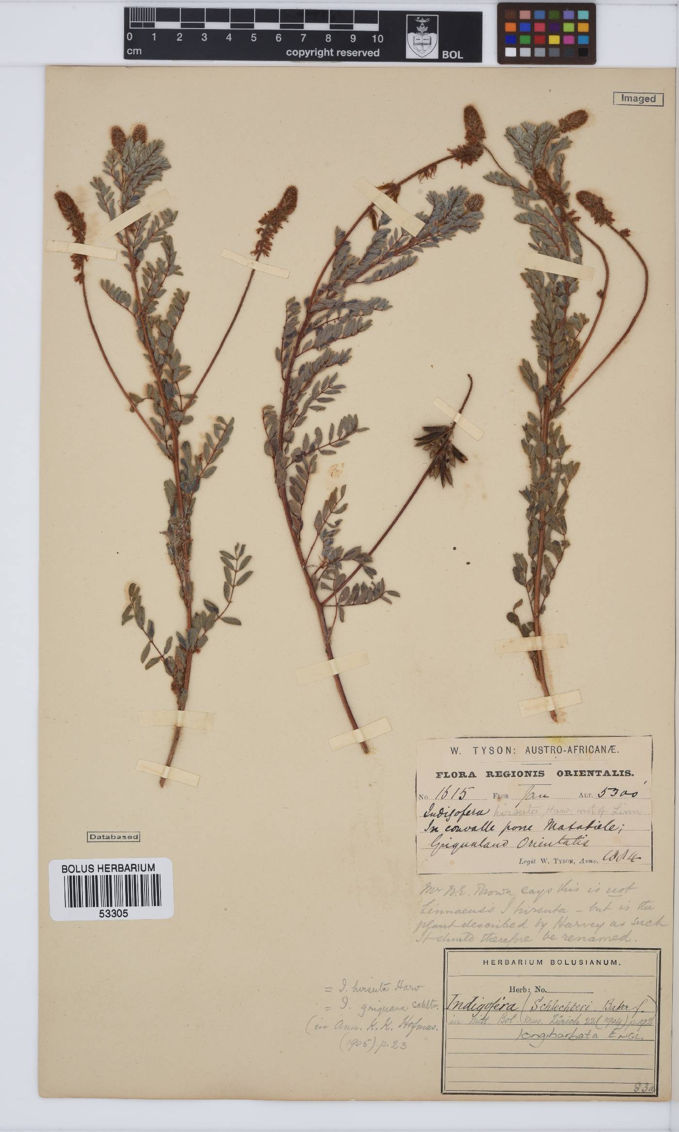 Indigofera longibarbata image