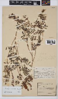 Indigofera williamsonii image