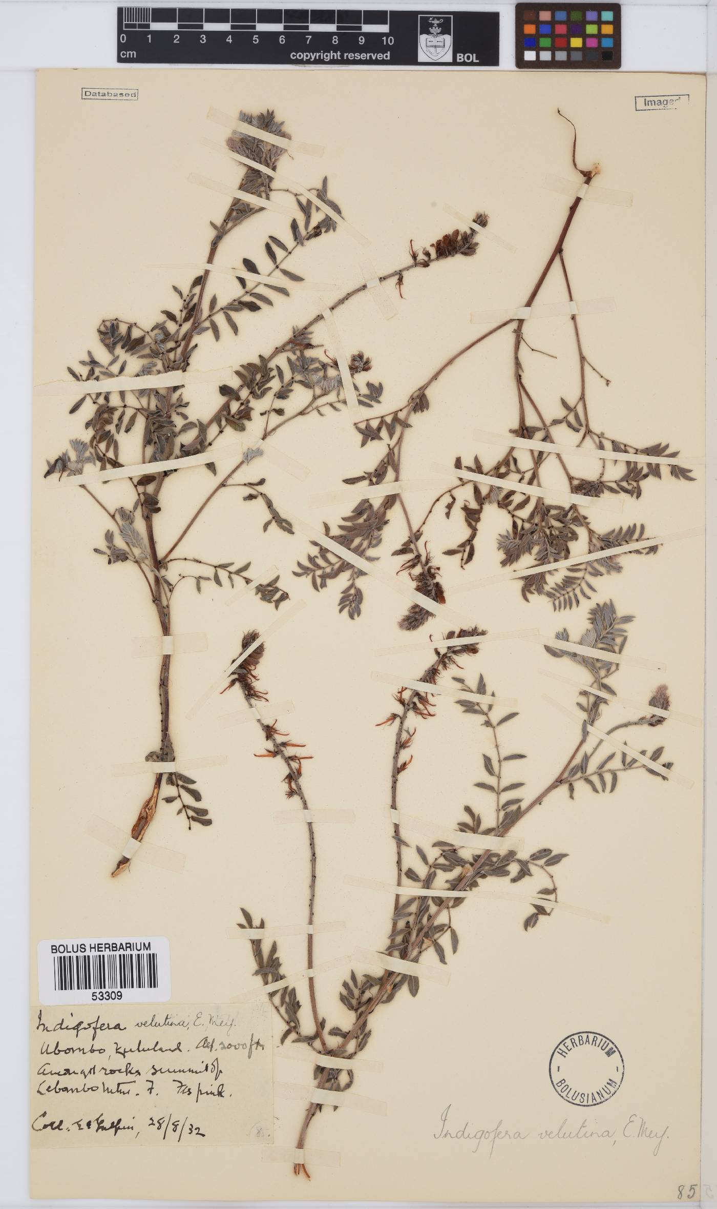 Indigofera velutina image