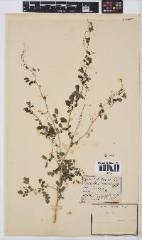 Indigofera micrantha image