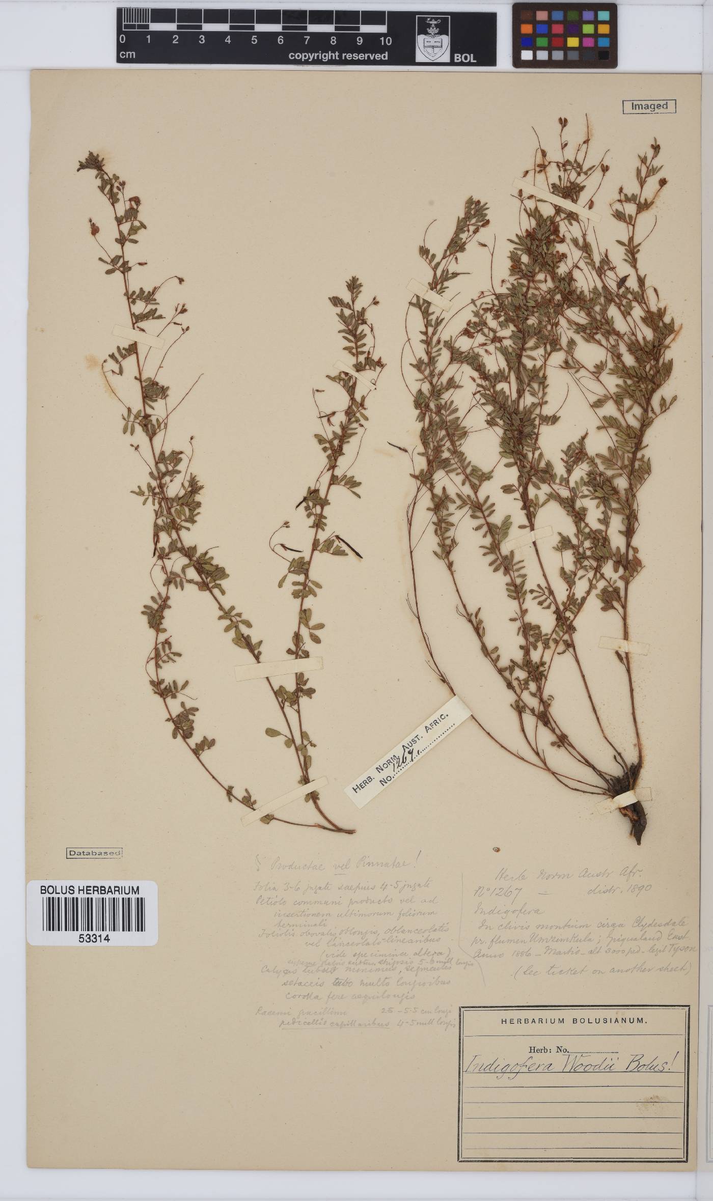 Indigofera woodii var. woodii image