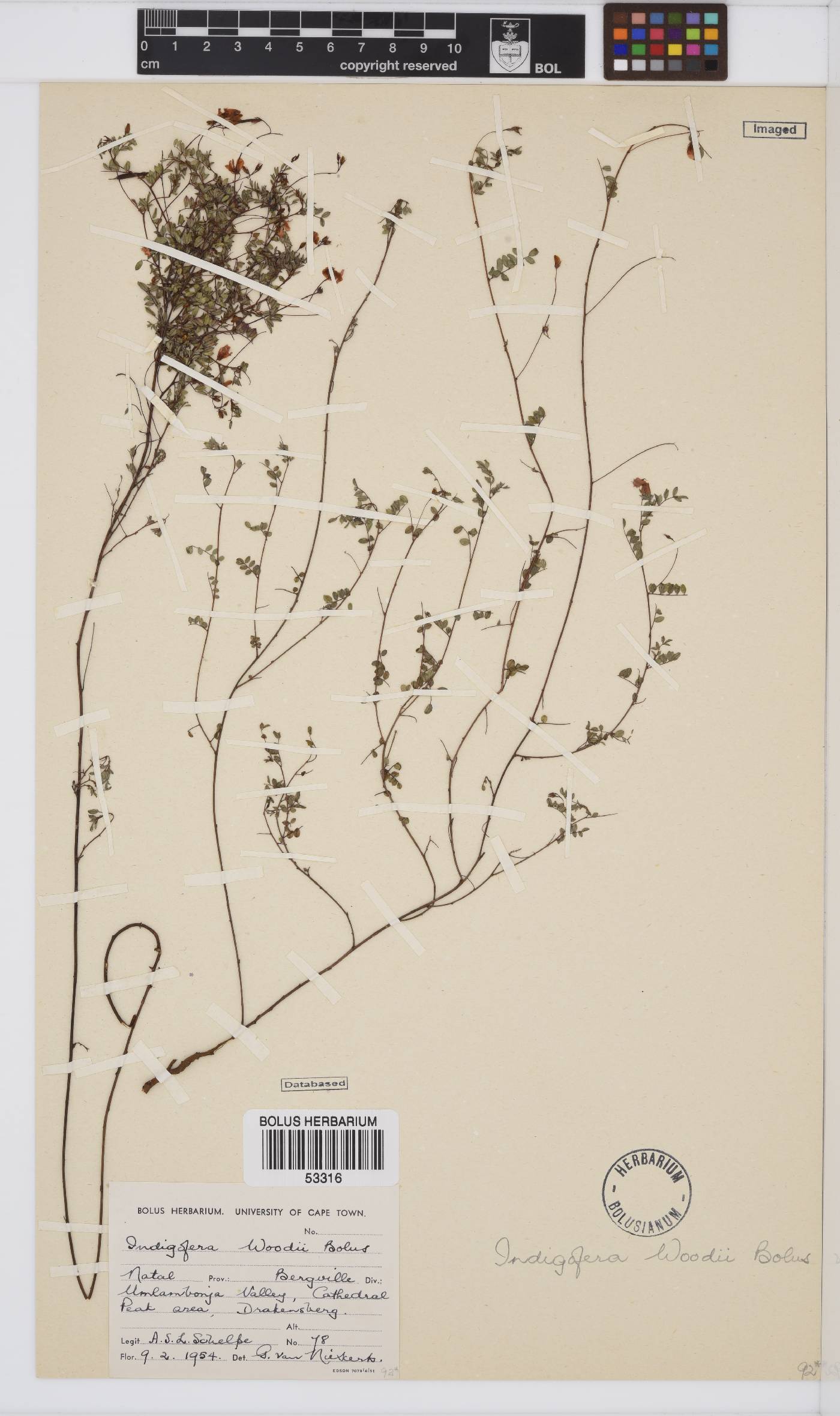 Indigofera woodii var. woodii image