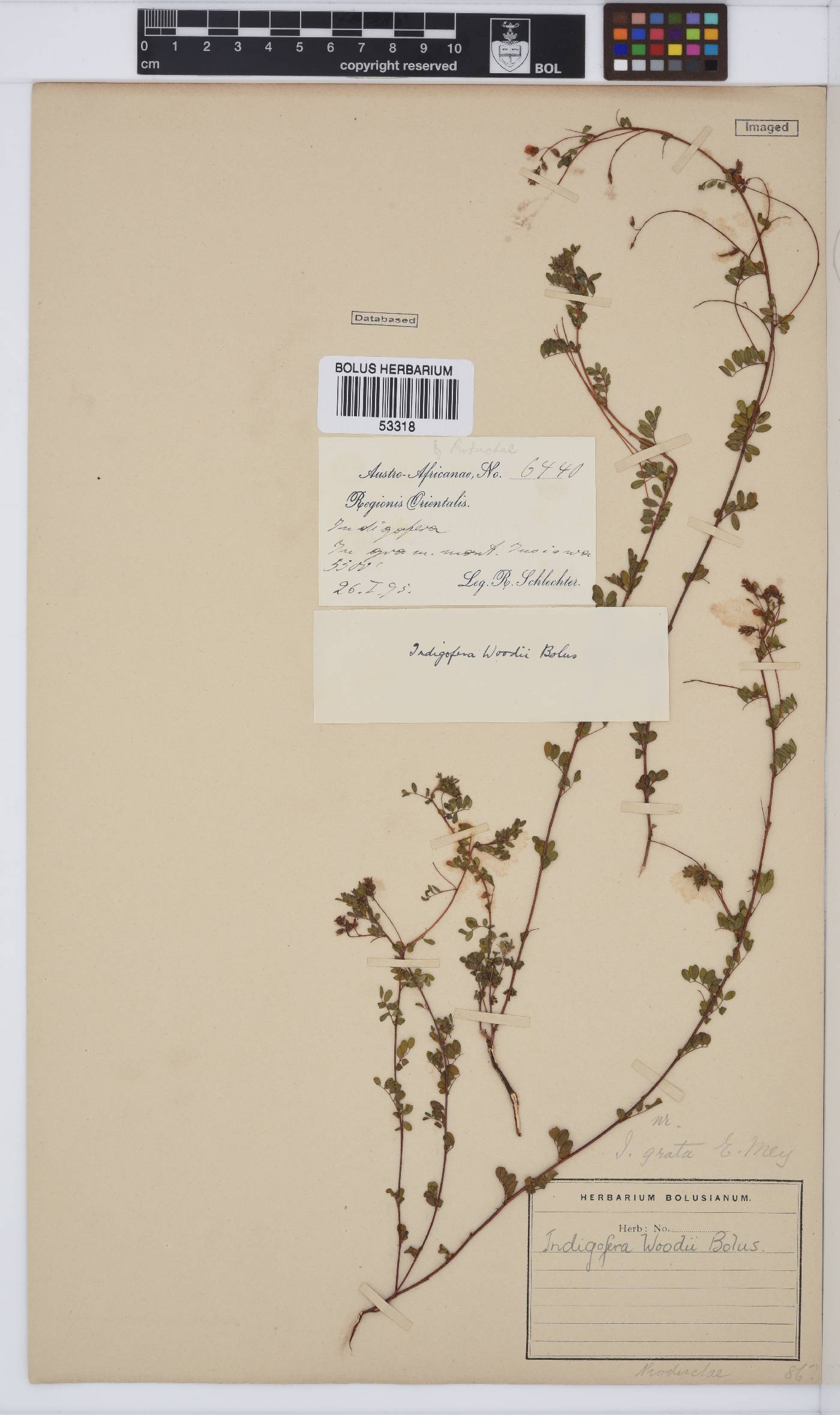 Indigofera woodii var. woodii image