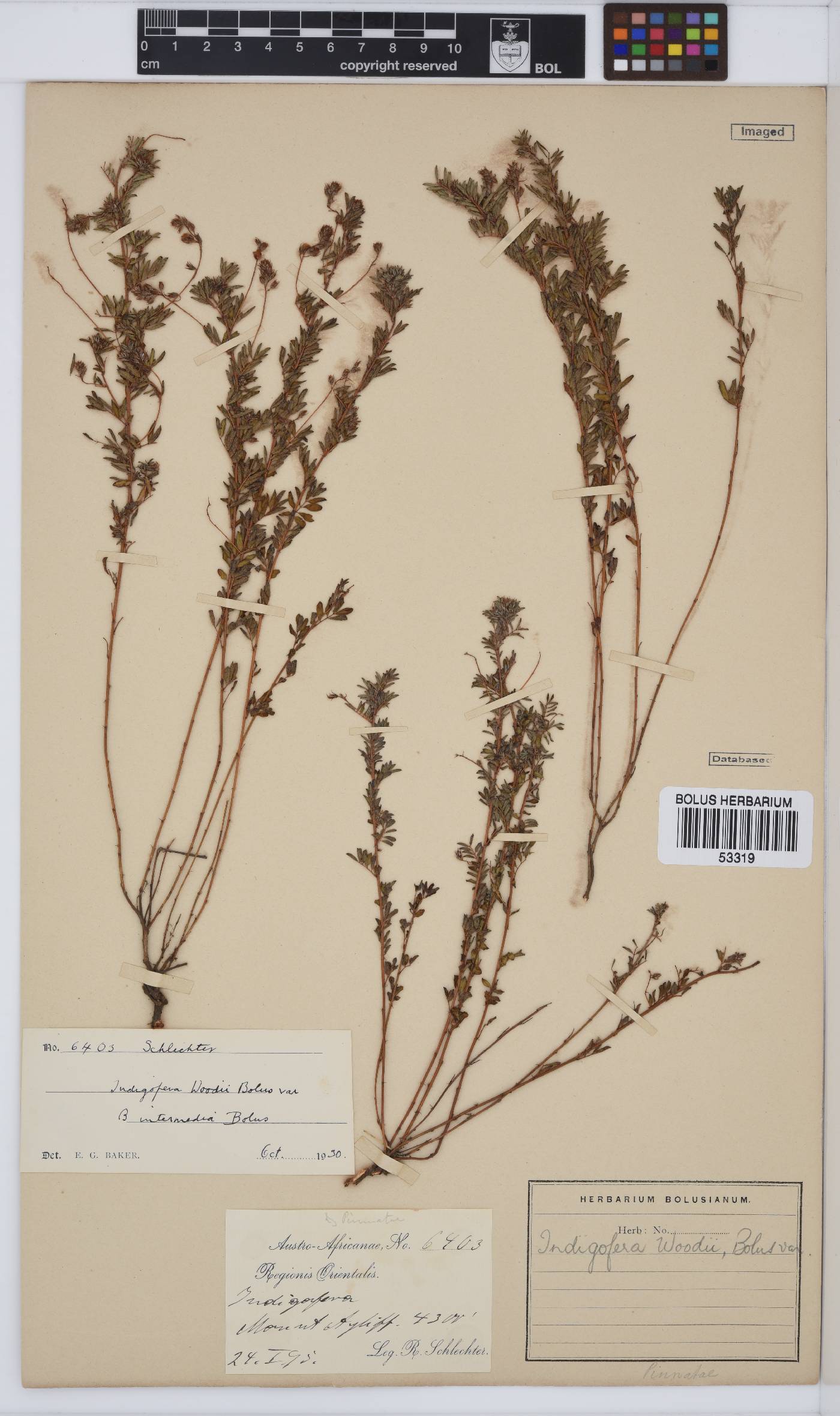 Indigofera woodii var. woodii image