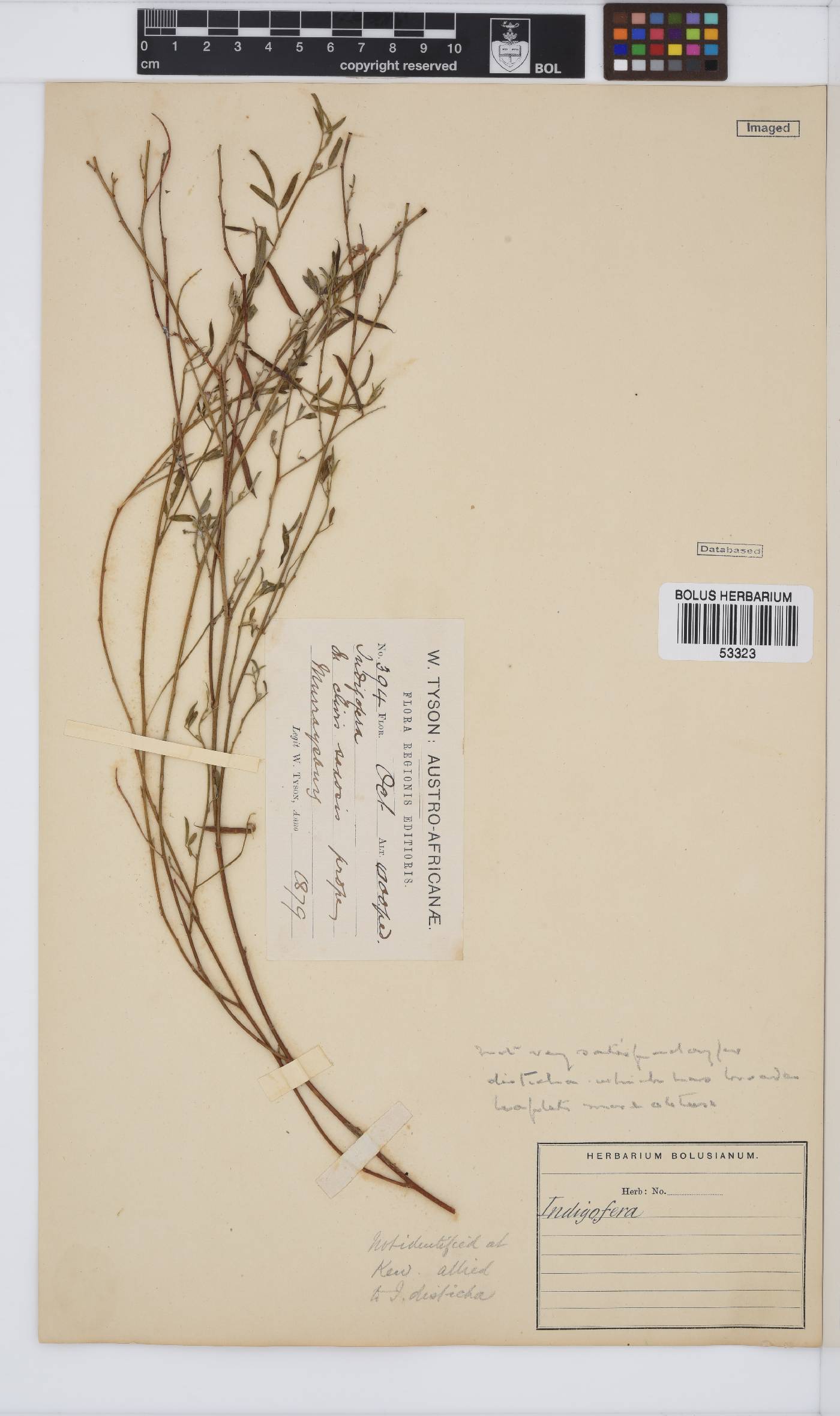 Indigofera disticha image