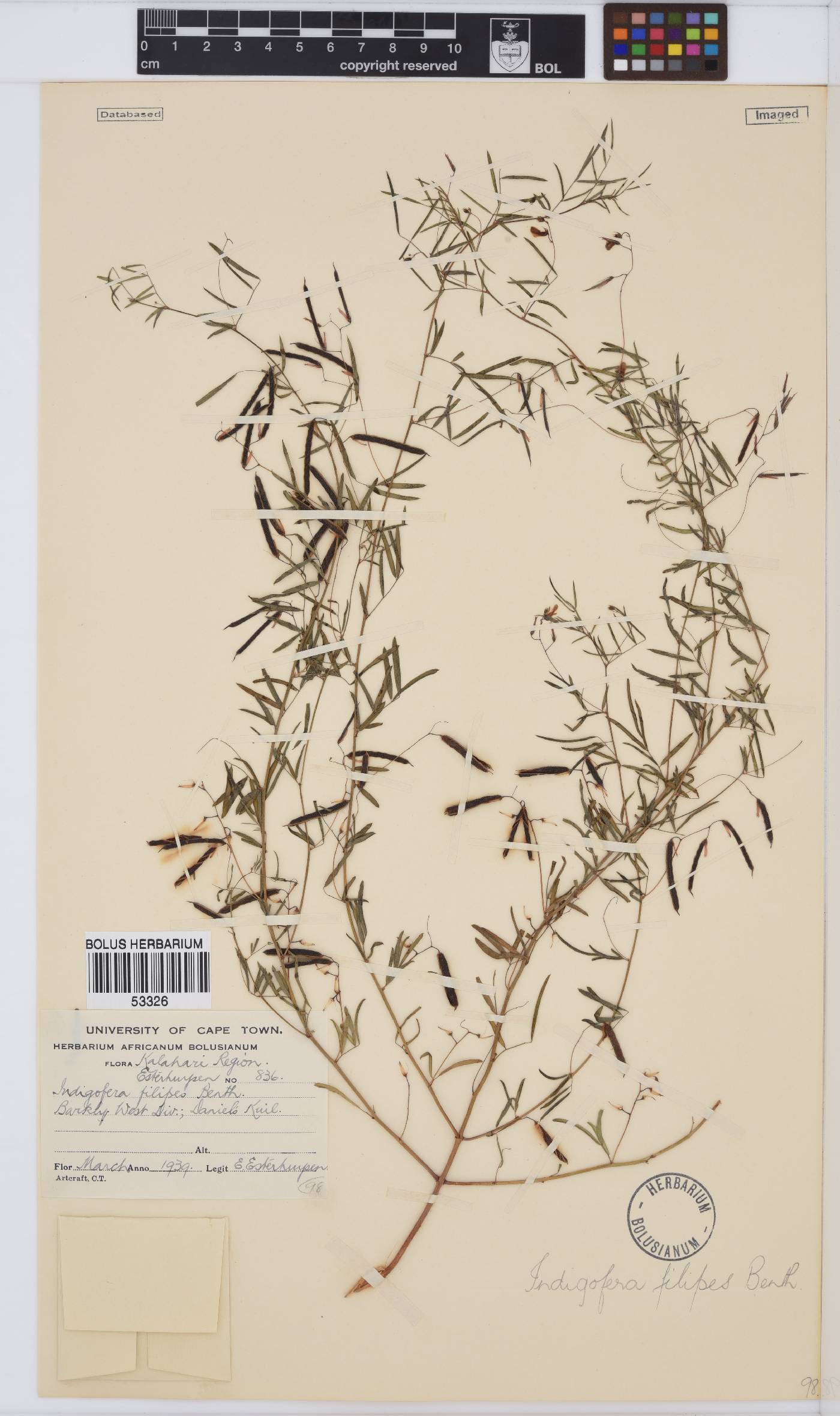 Indigofera filipes image