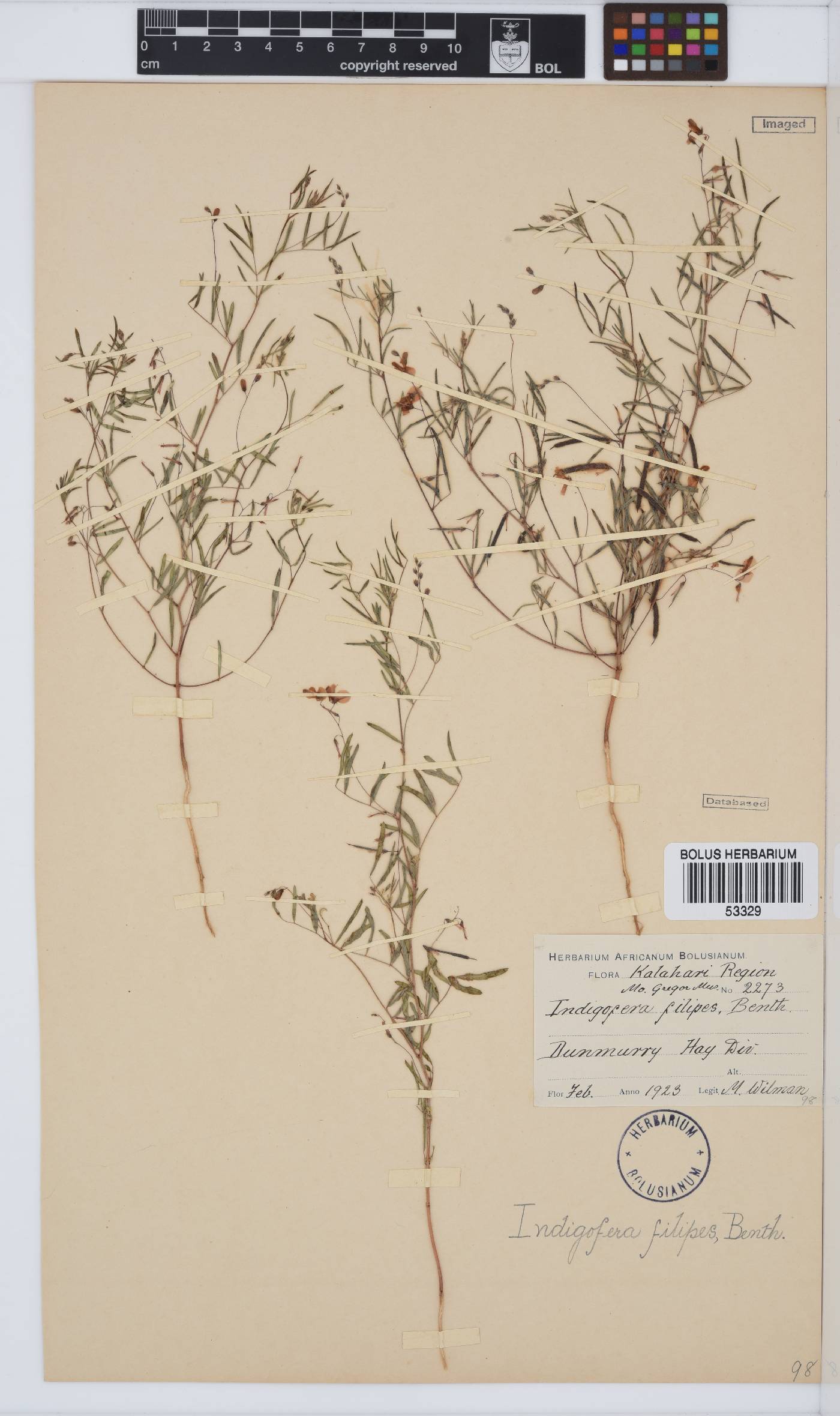Indigofera filipes image