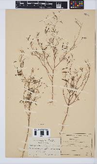 Indigofera filipes image