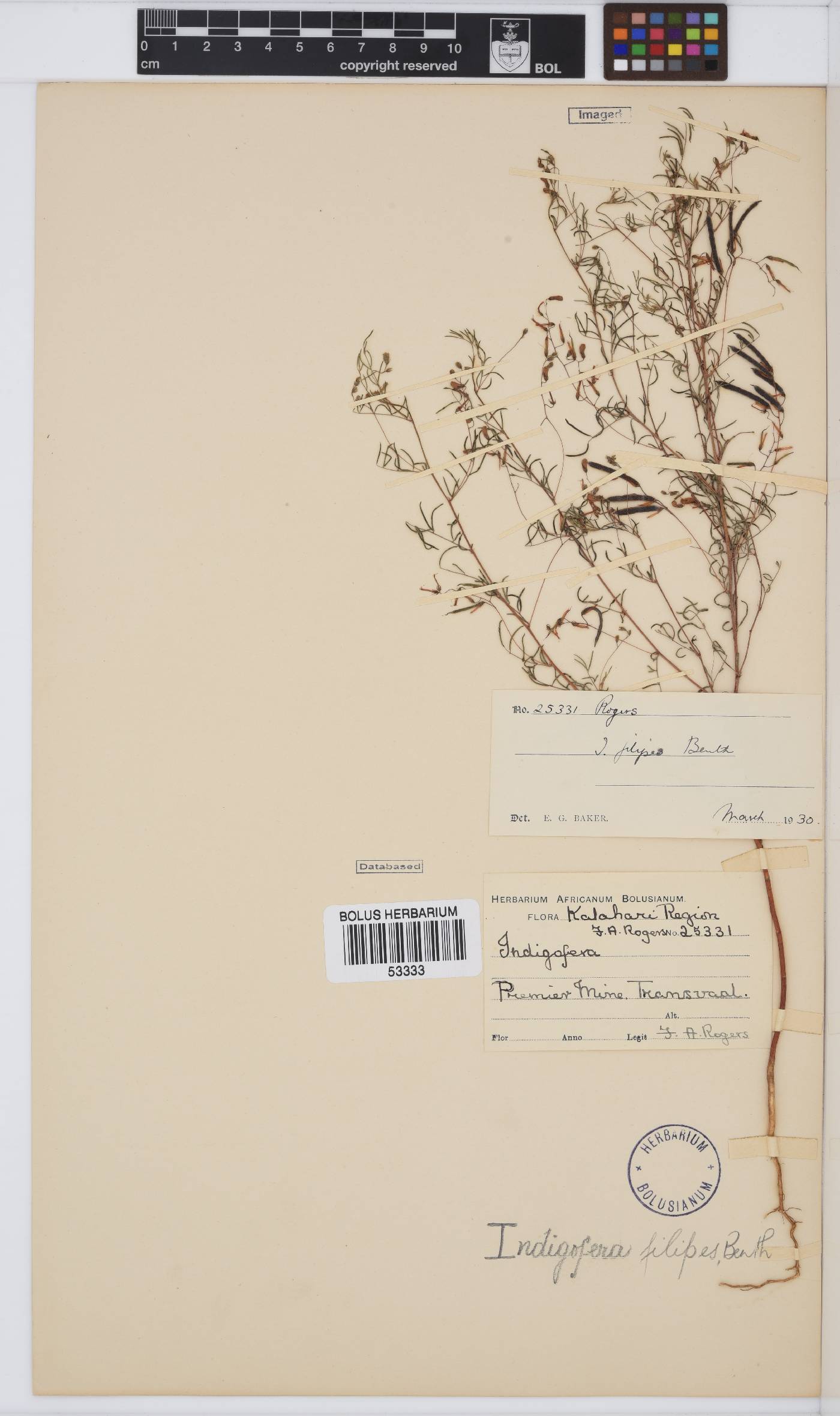 Indigofera filipes image