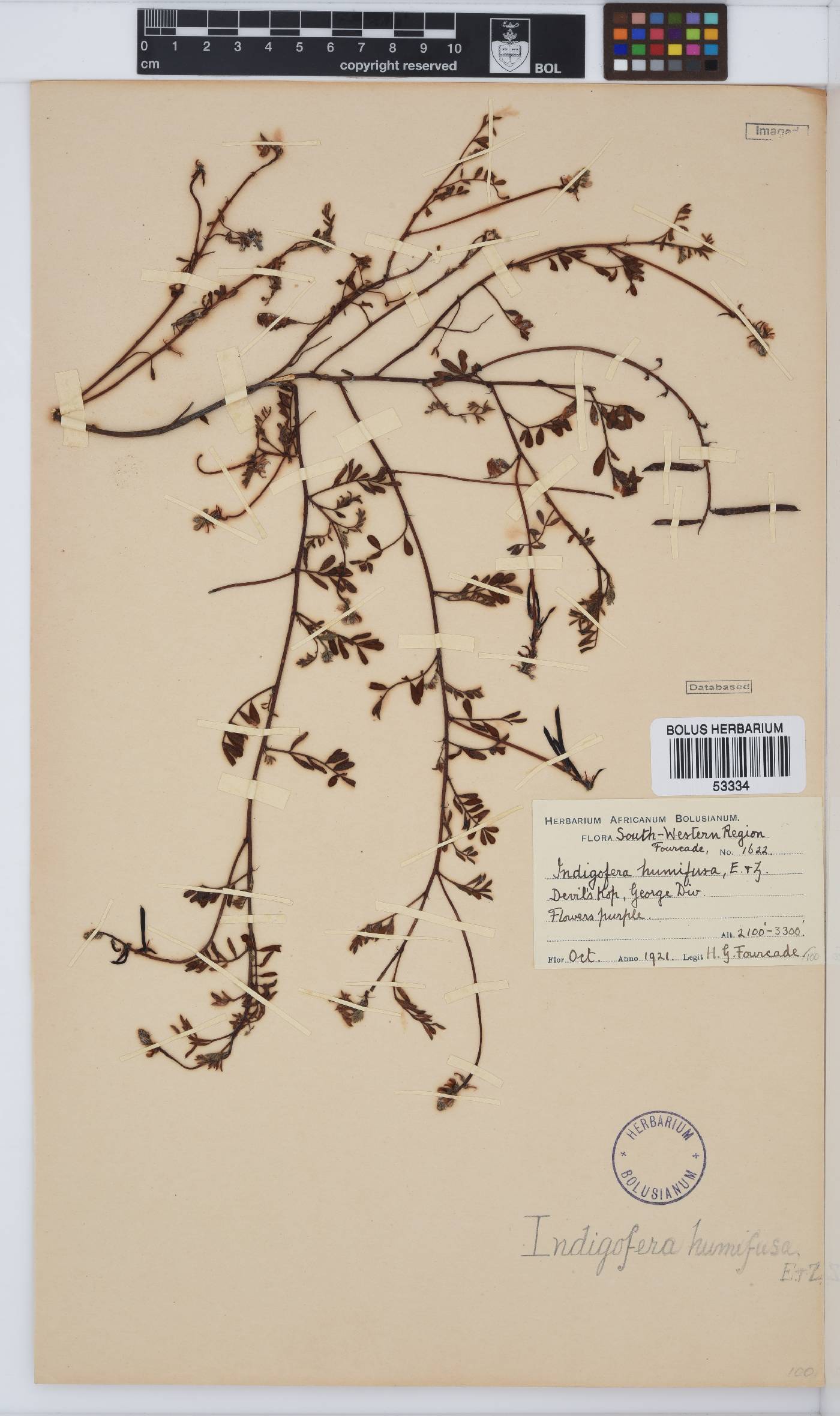 Indigofera declinata image