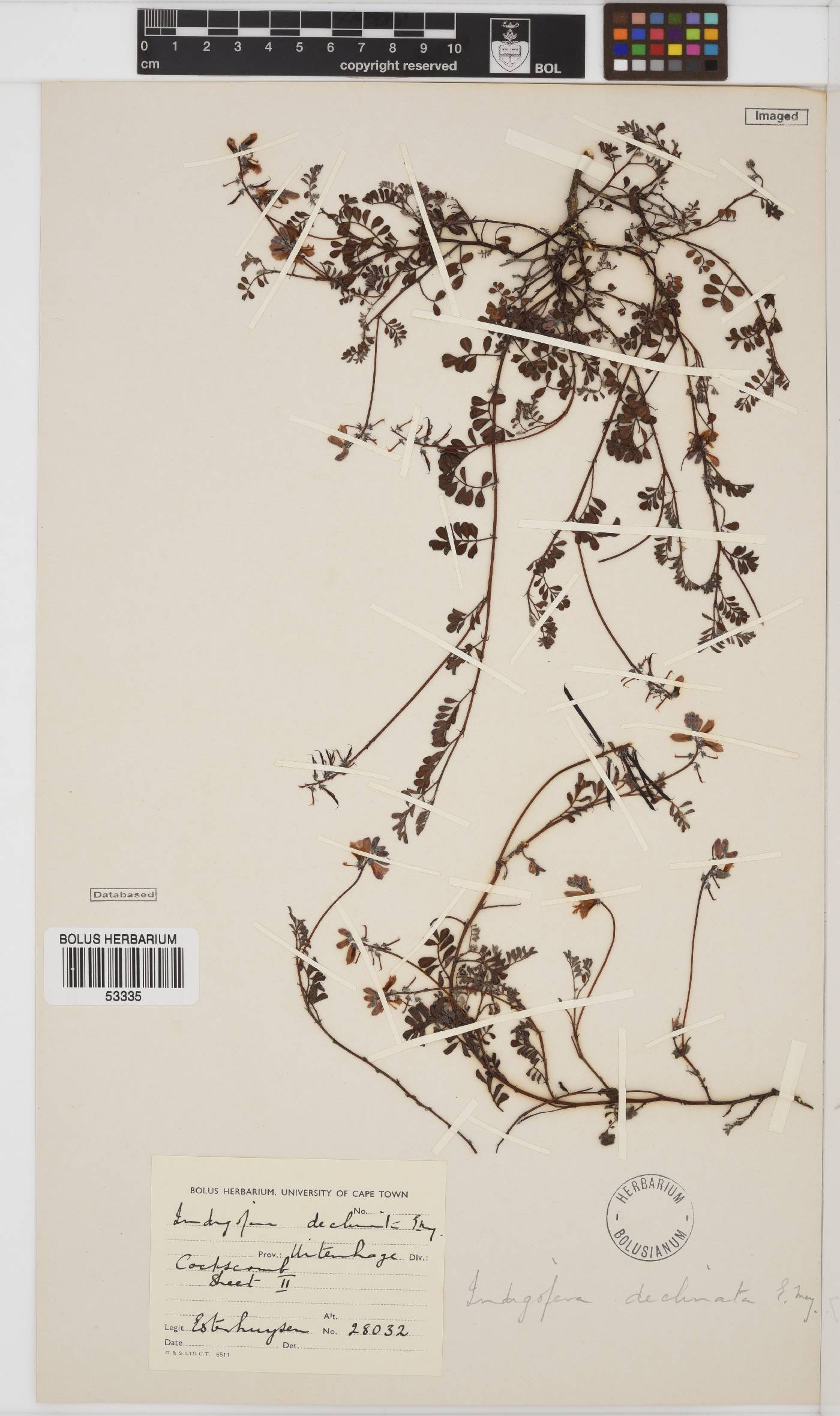 Indigofera declinata image
