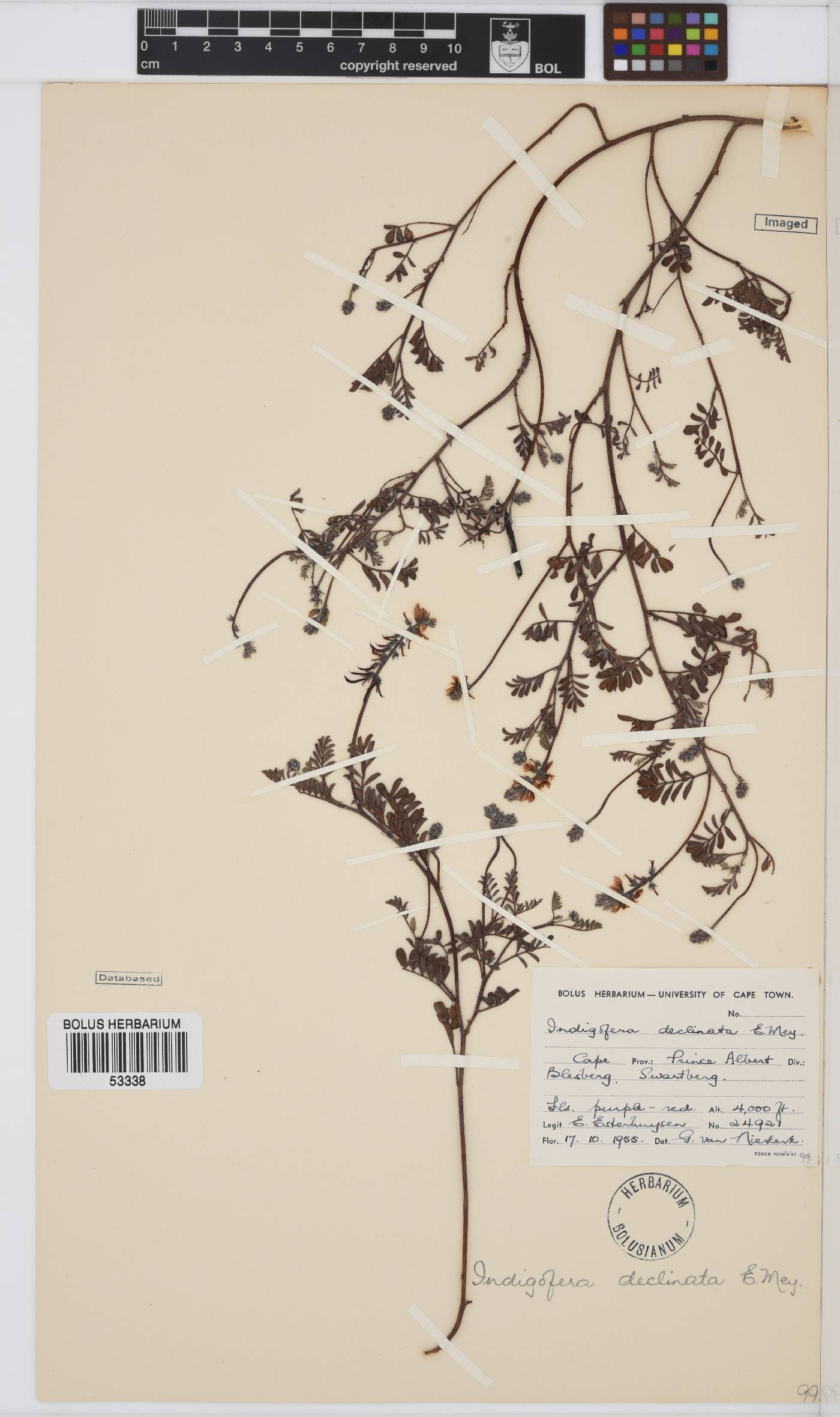 Indigofera declinata image