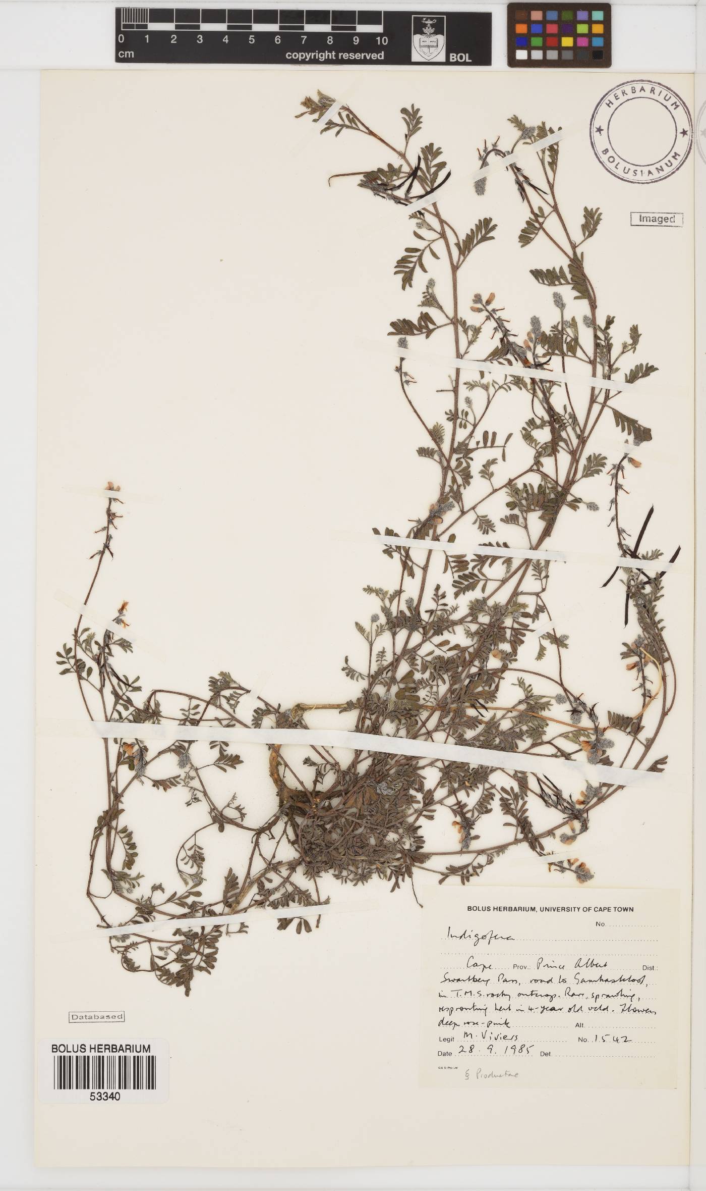 Indigofera declinata image