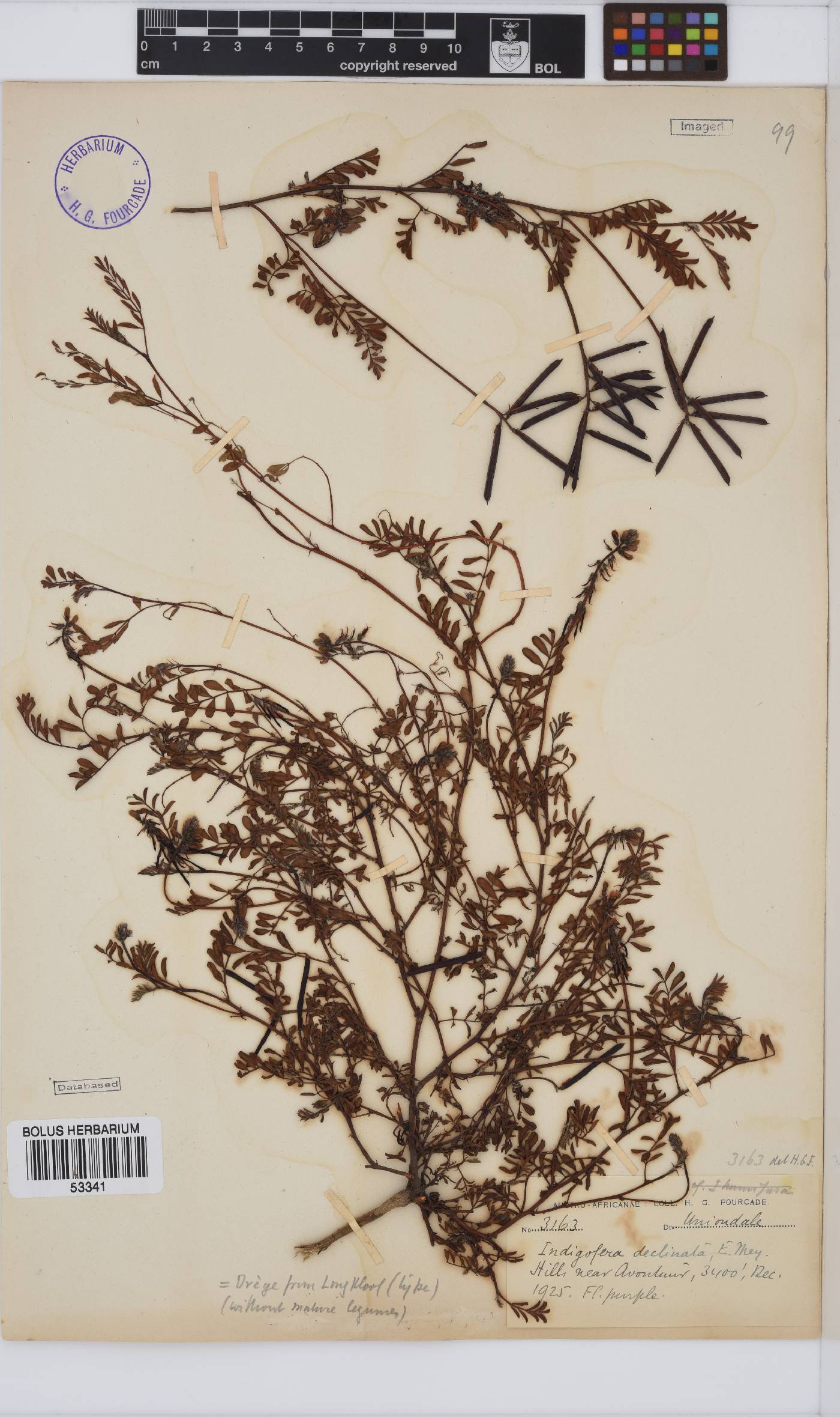 Indigofera declinata image
