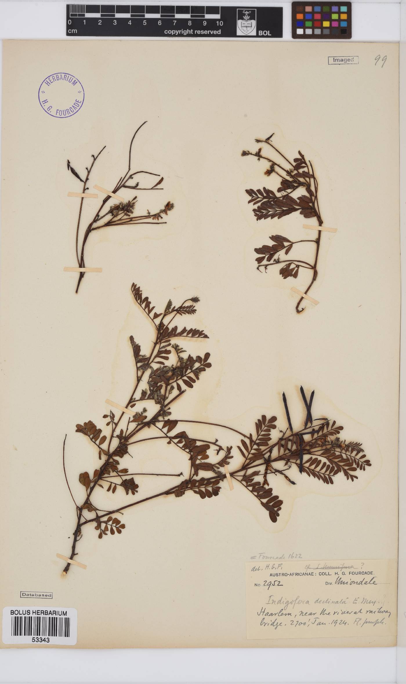 Indigofera declinata image