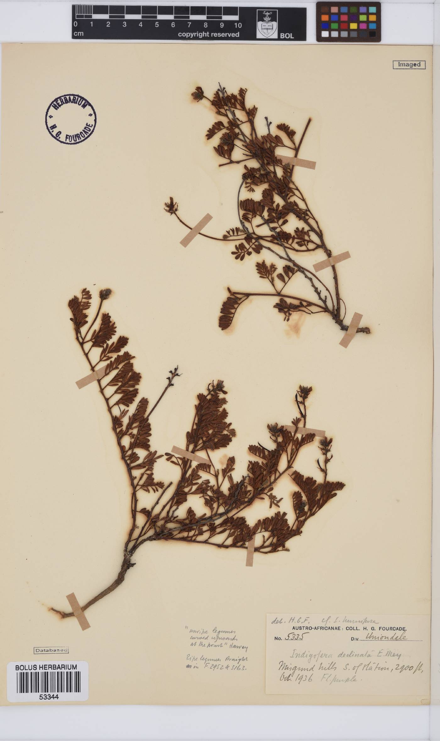 Indigofera declinata image