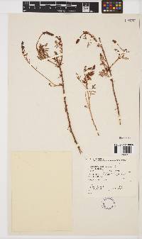 Indigofera humifusa image