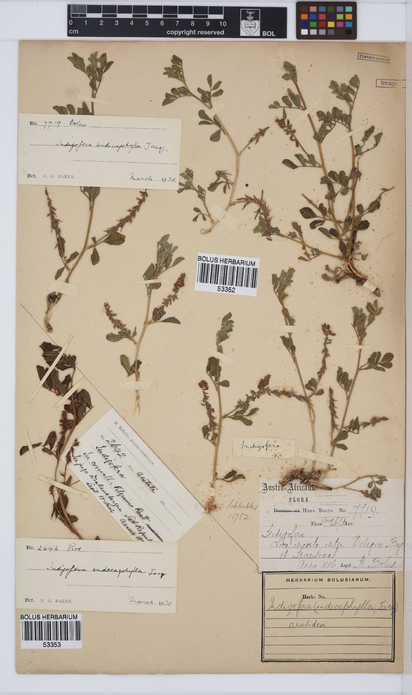 Indigofera oxalidea image