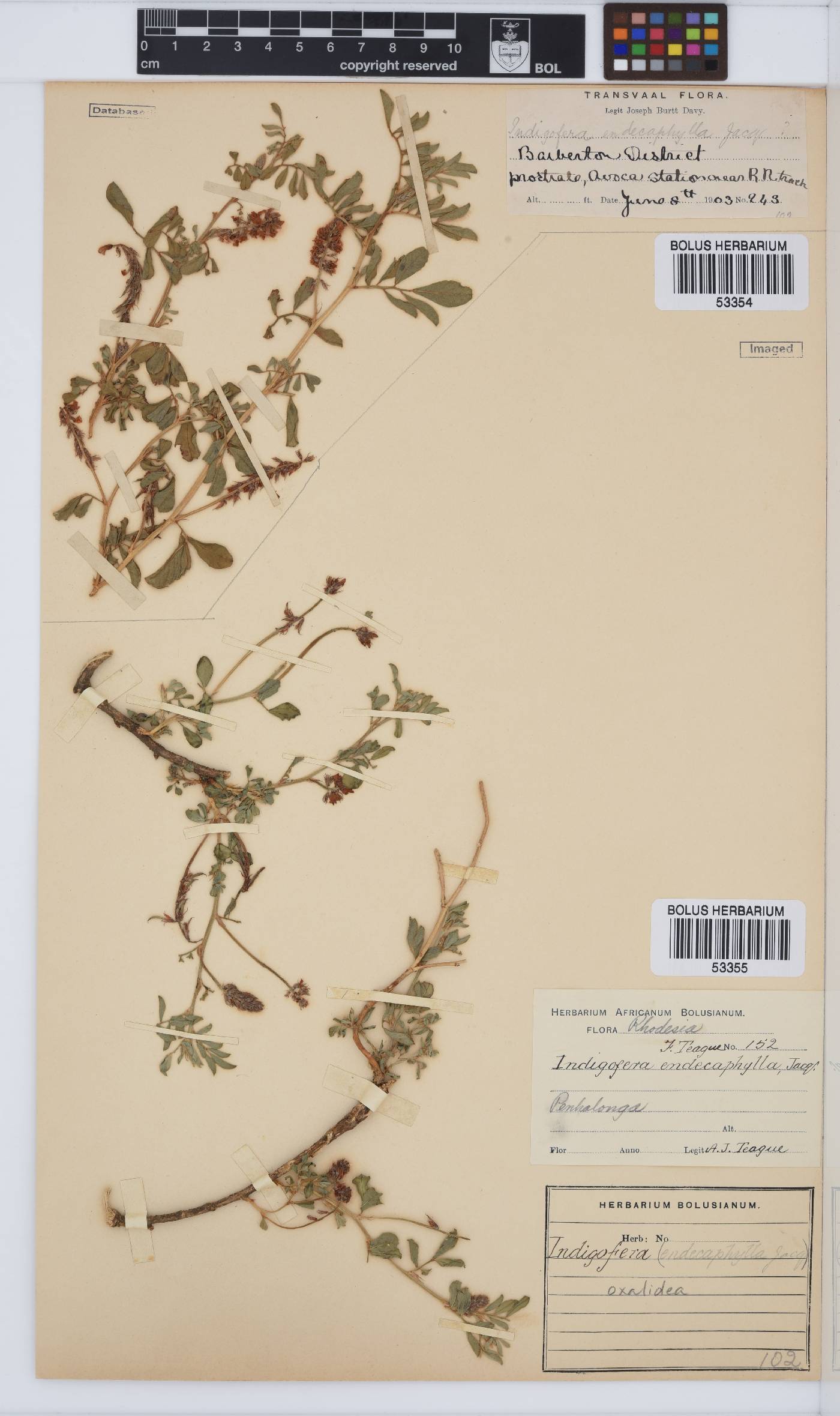 Indigofera oxalidea image