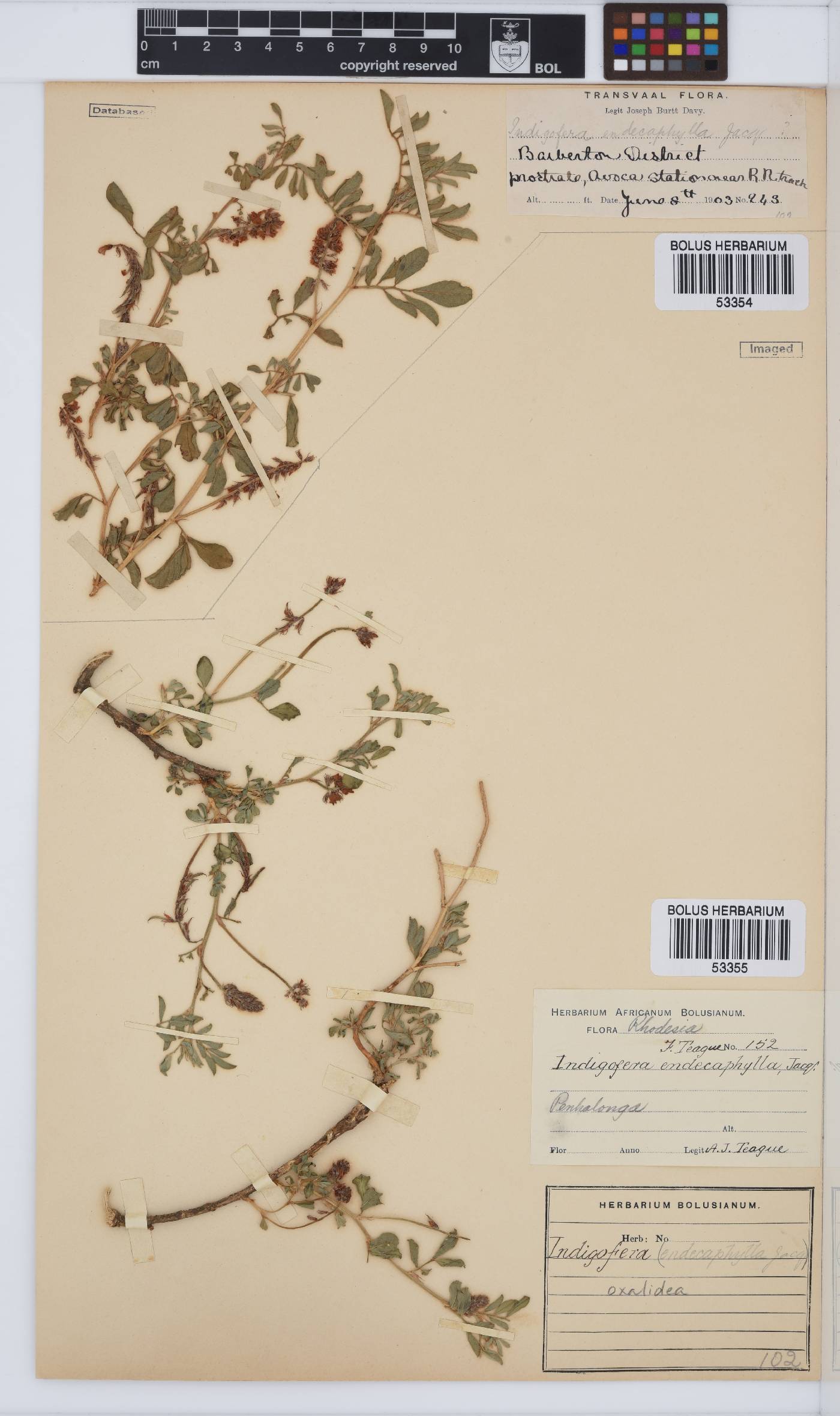 Indigofera oxalidea image