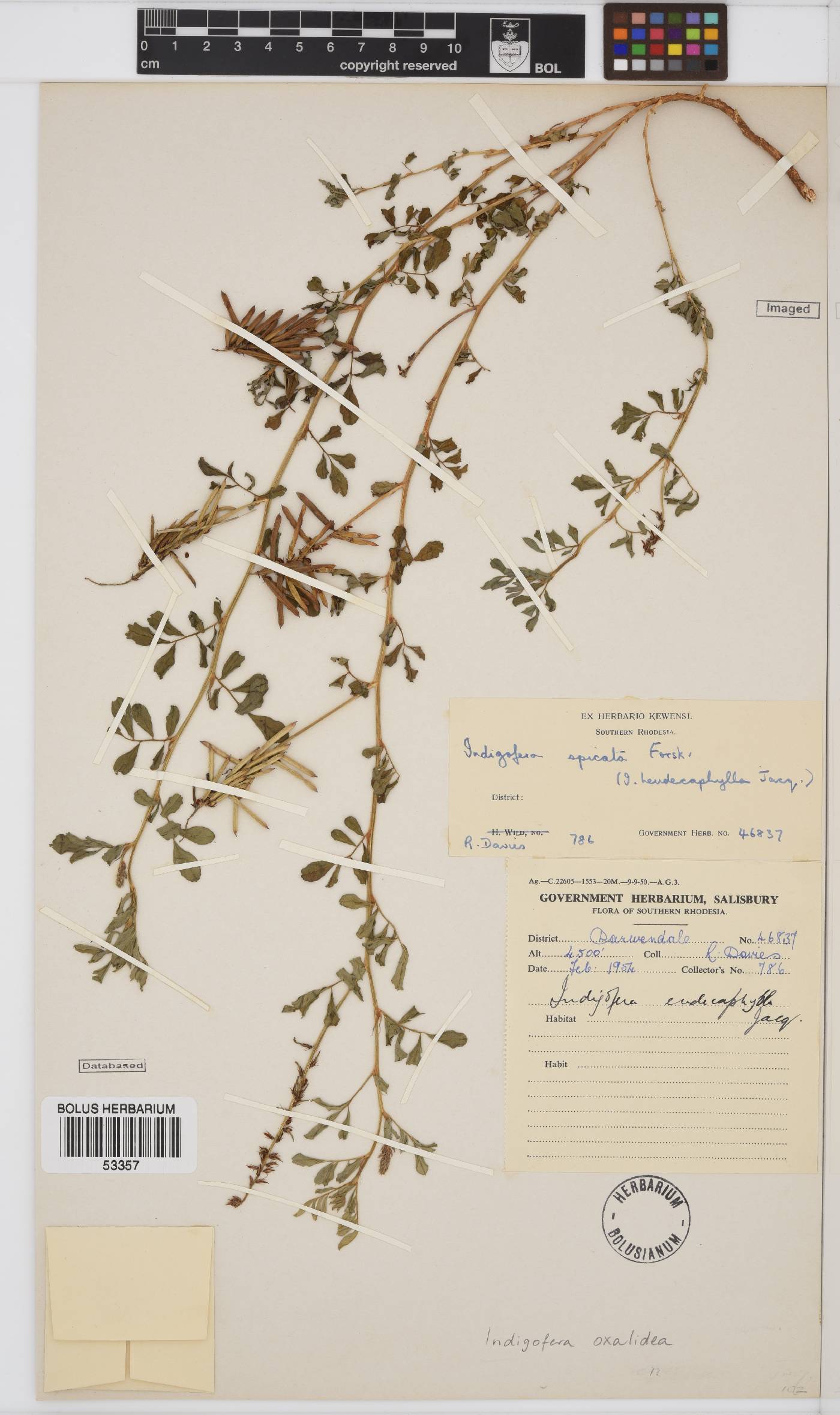 Indigofera oxalidea image