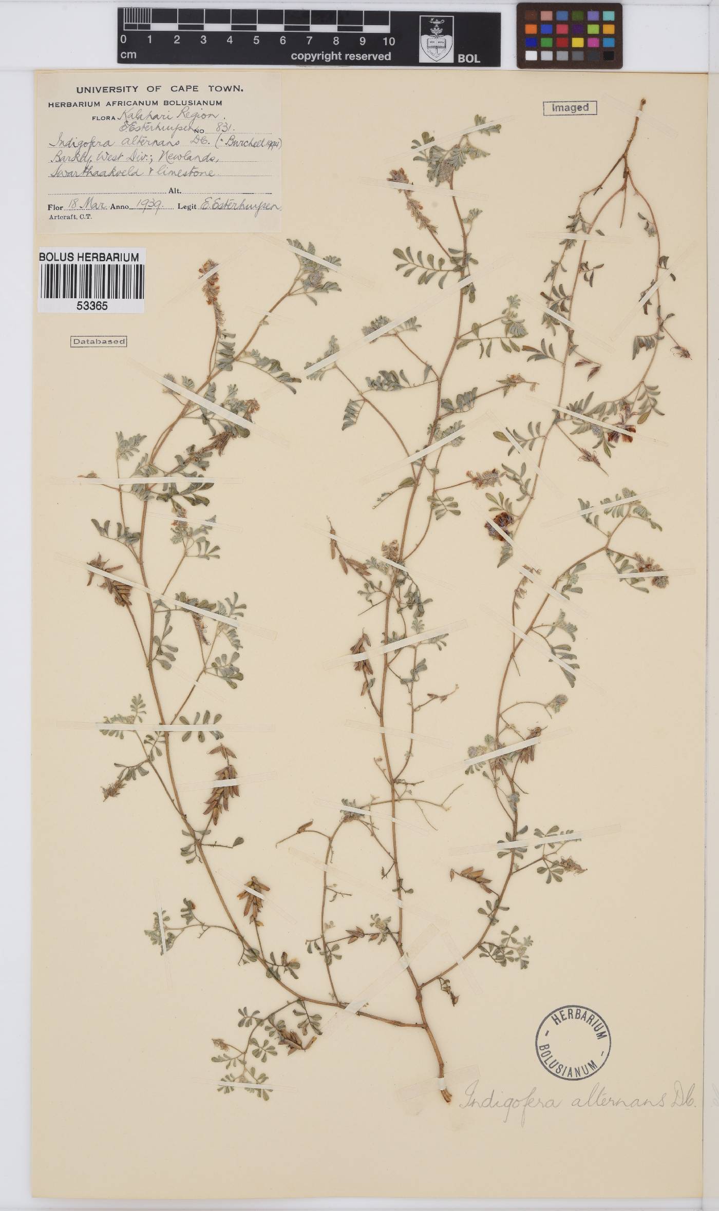 Indigofera alternans image