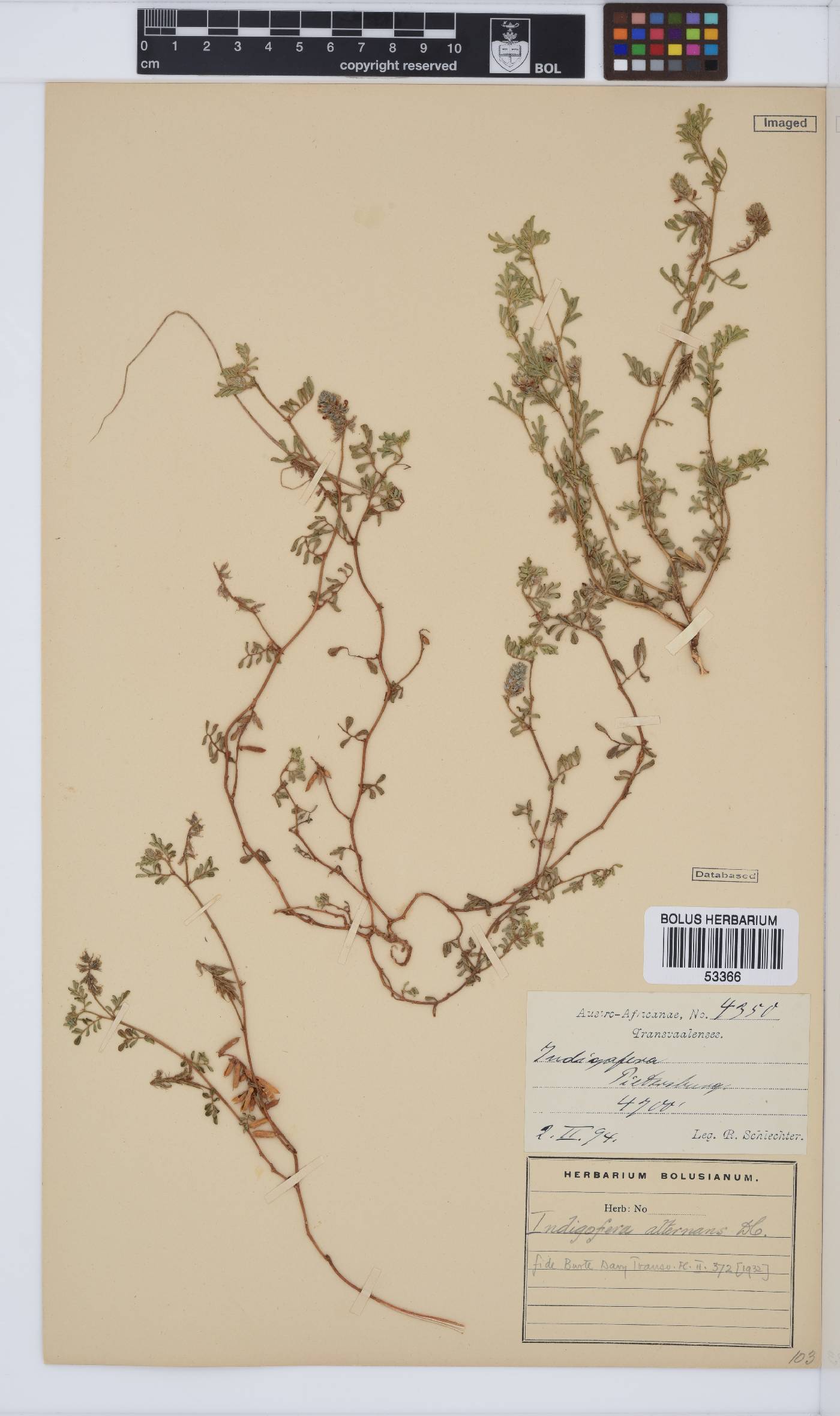 Indigofera alternans image