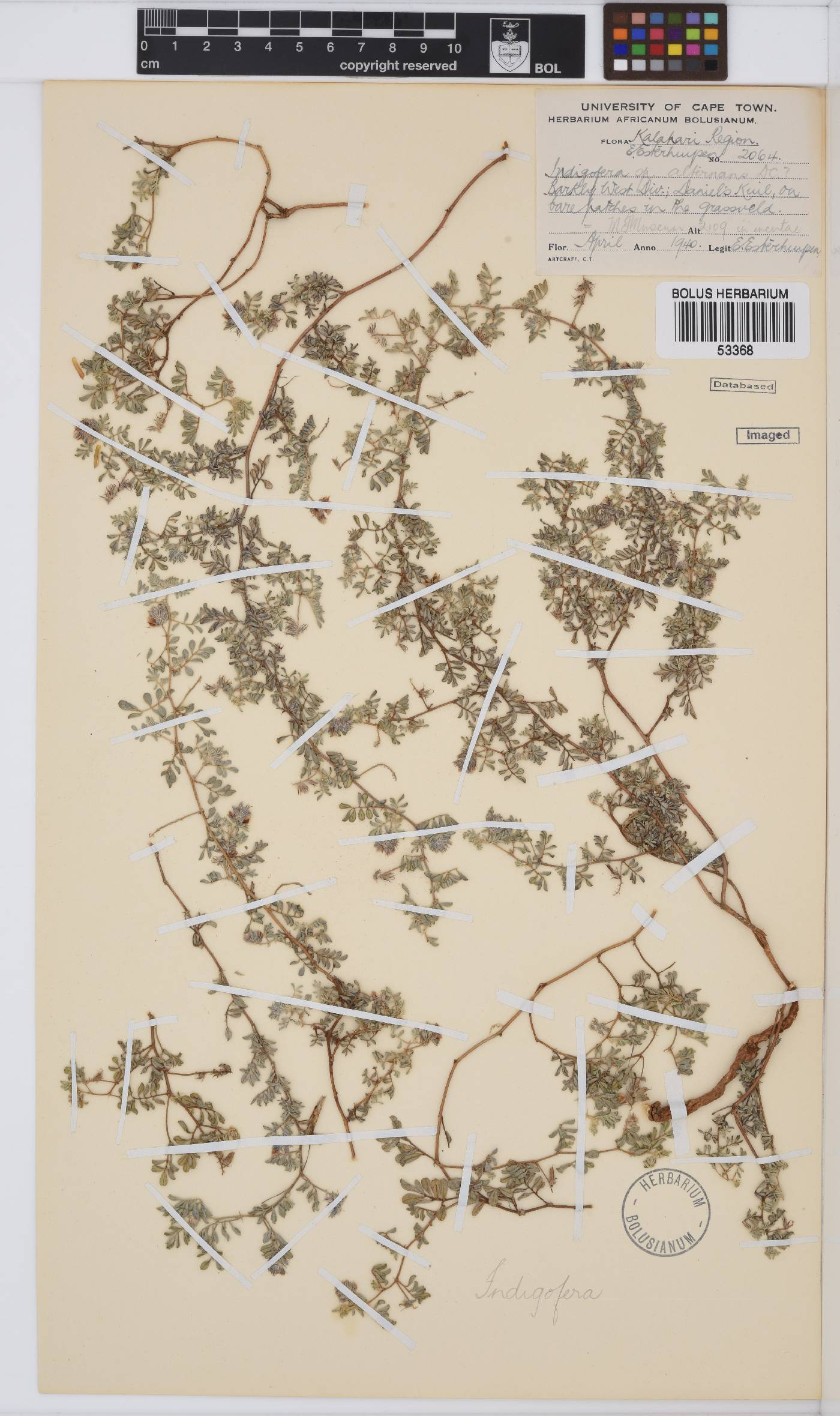 Indigofera alternans image
