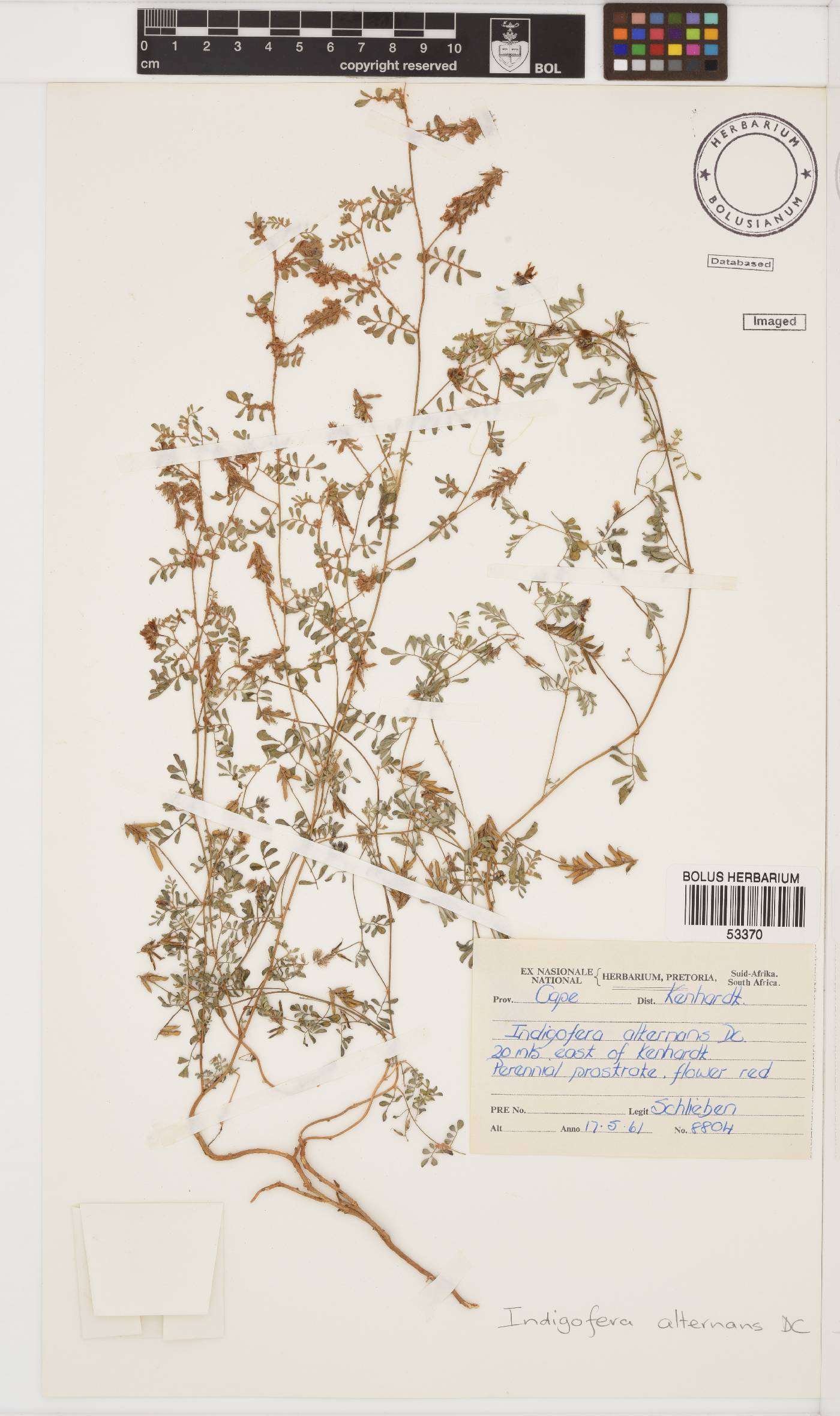 Indigofera alternans image