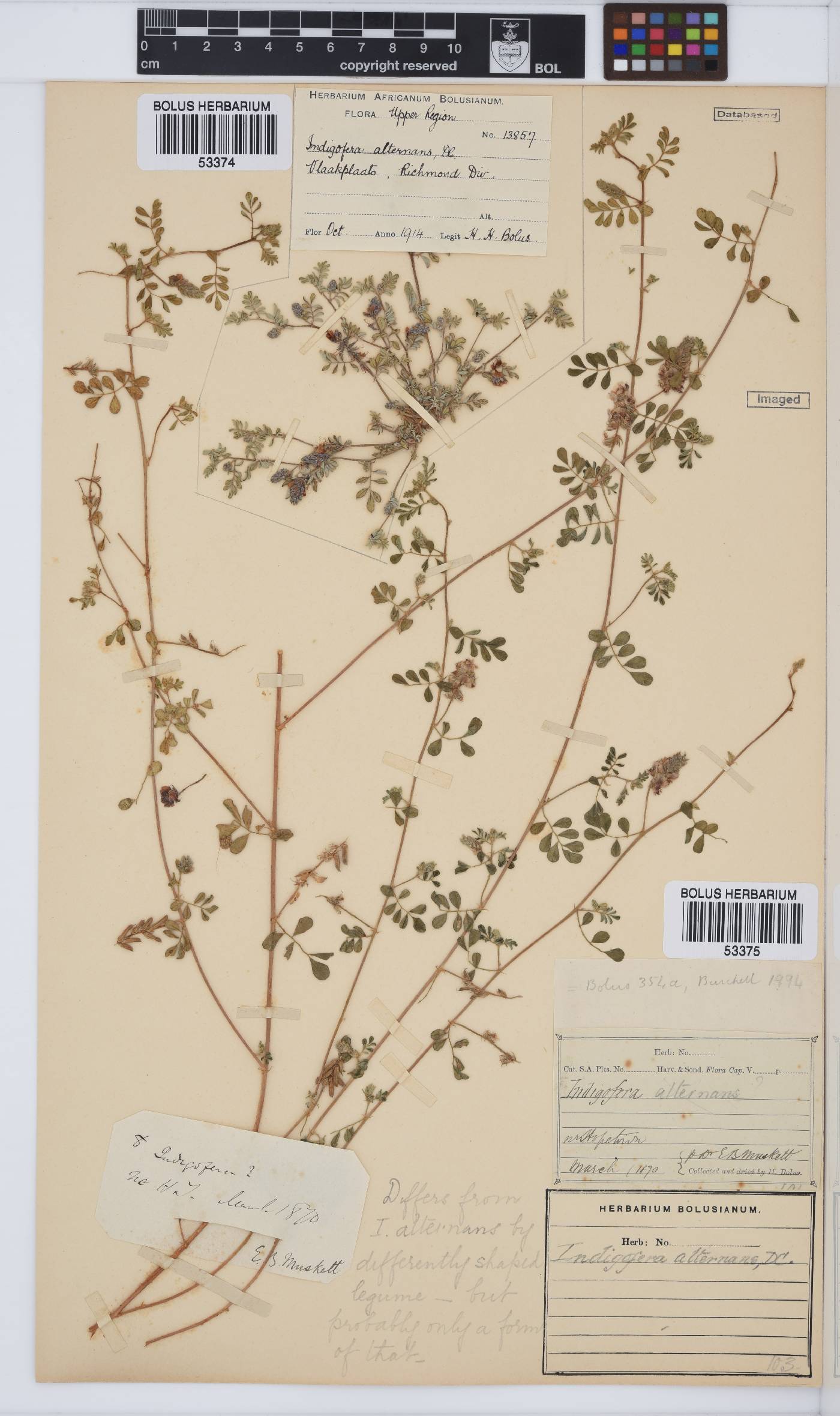 Indigofera alternans image