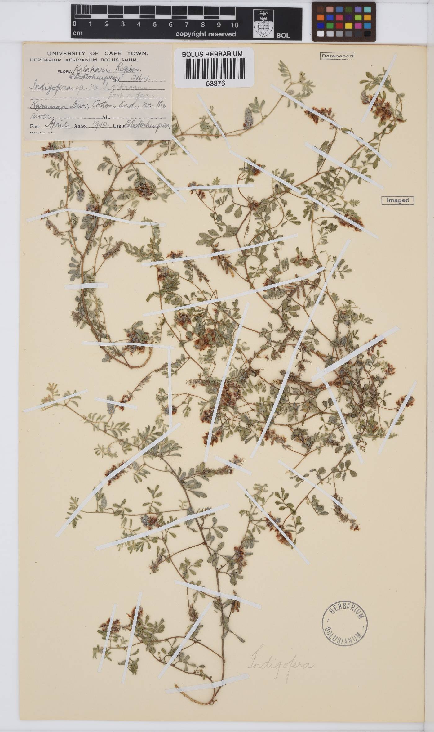Indigofera alternans image