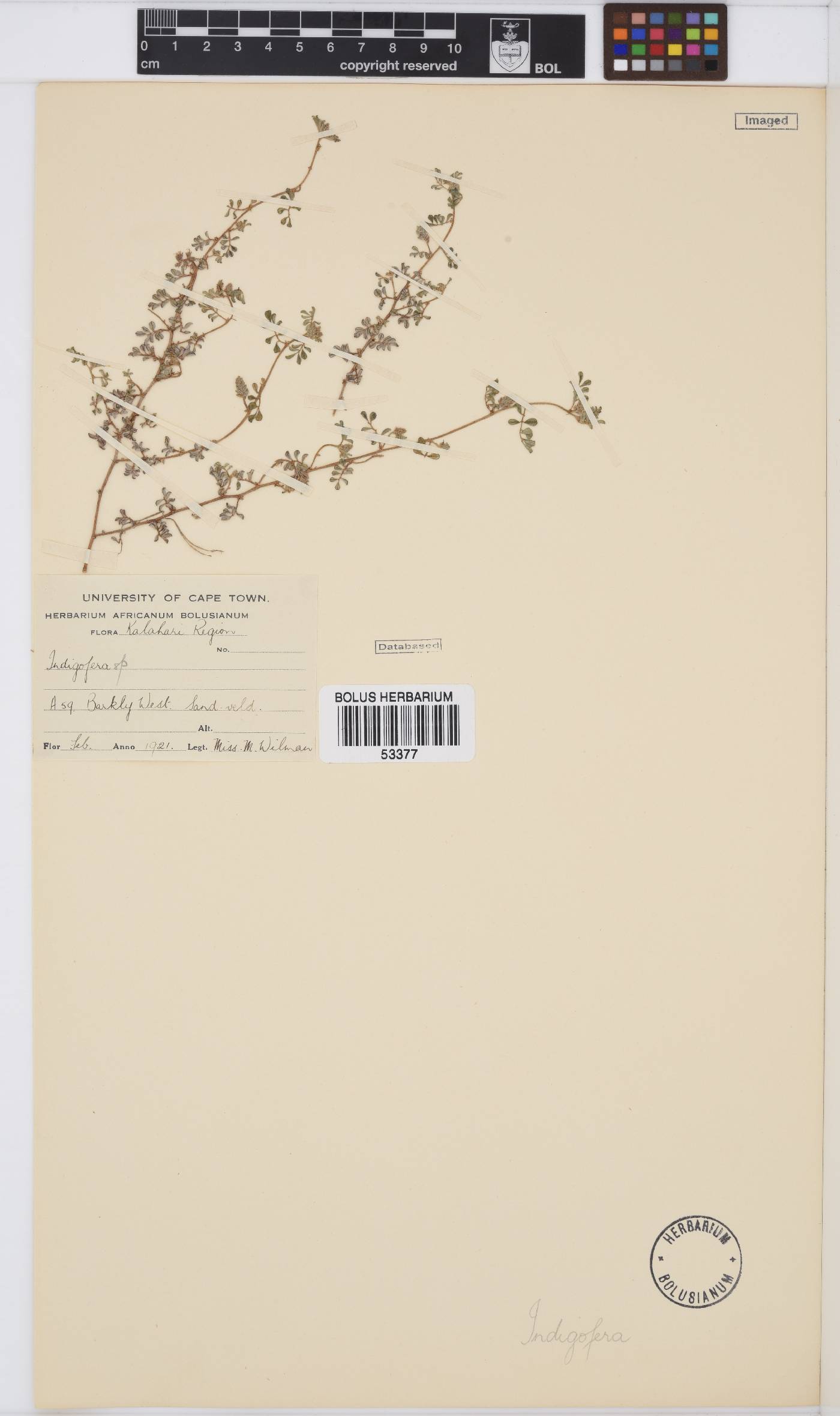 Indigofera alternans image