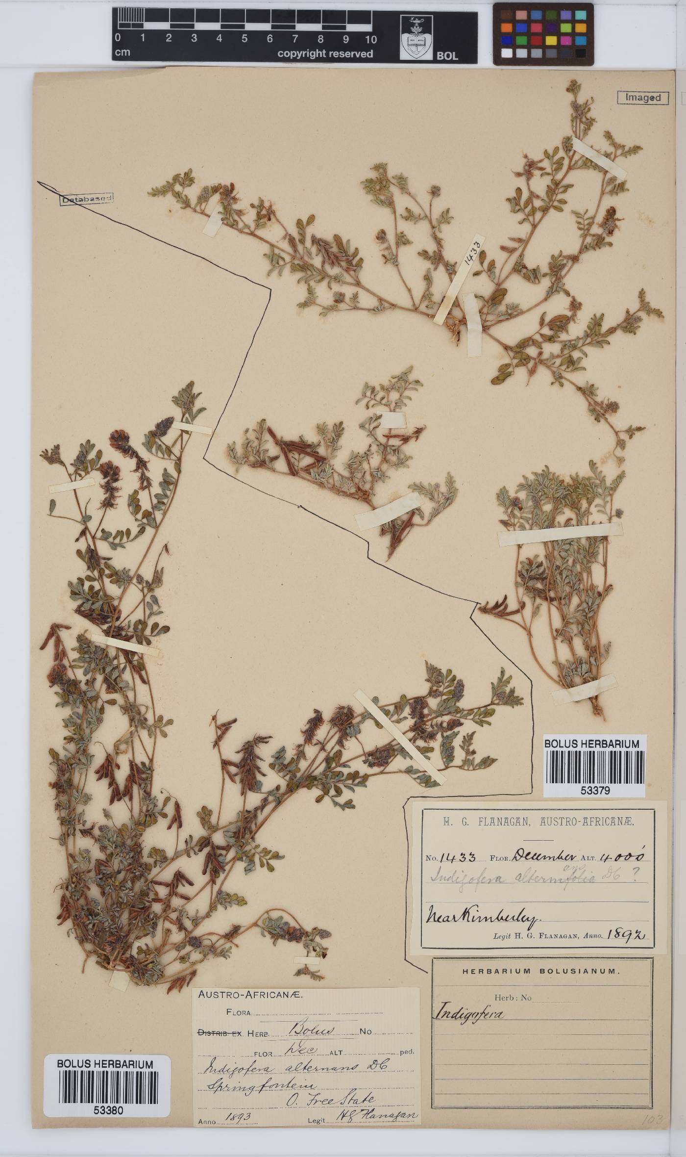 Indigofera alternans image