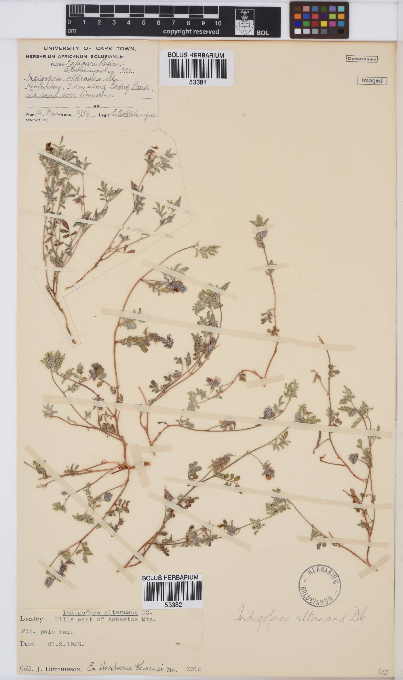 Indigofera alternans image