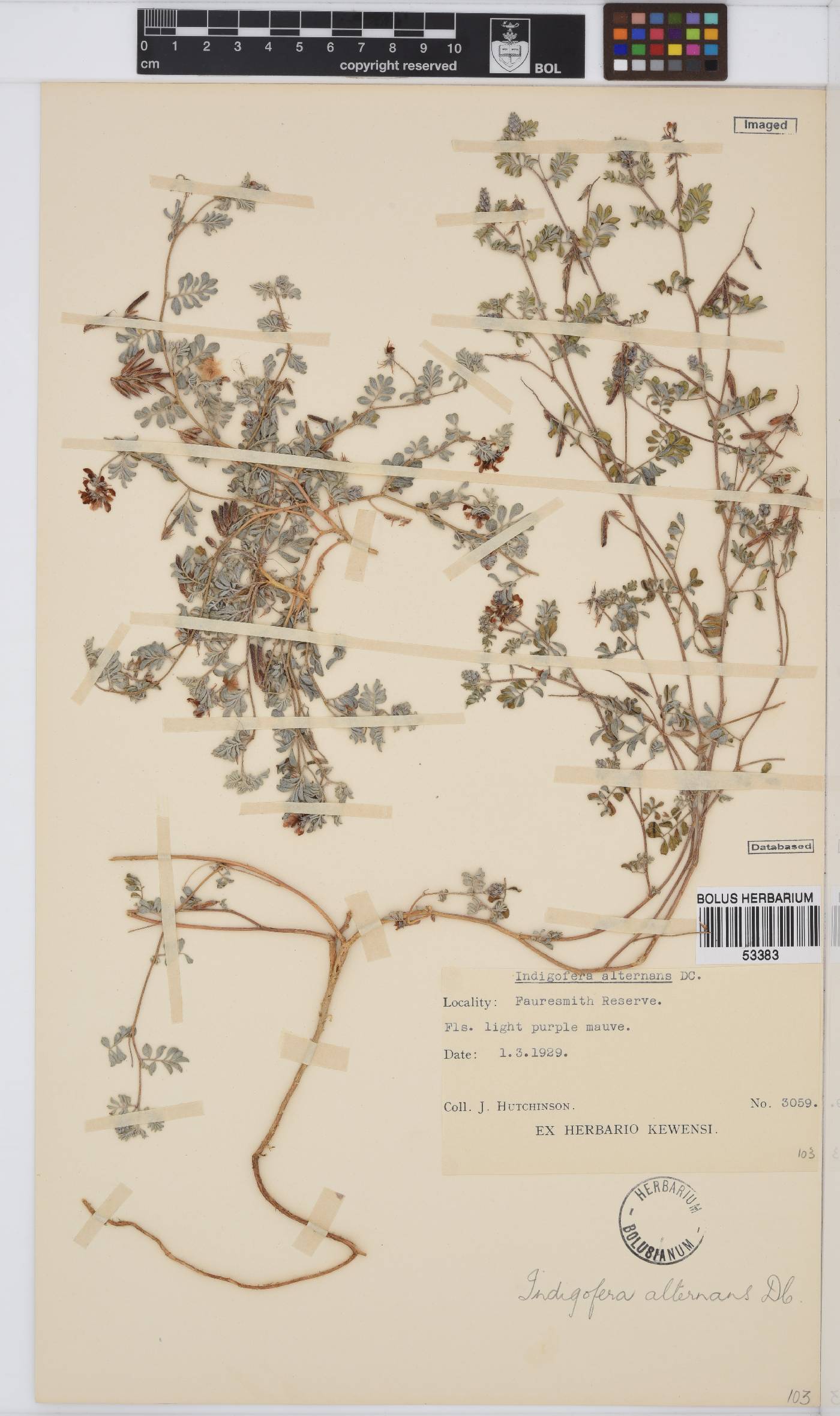 Indigofera alternans image