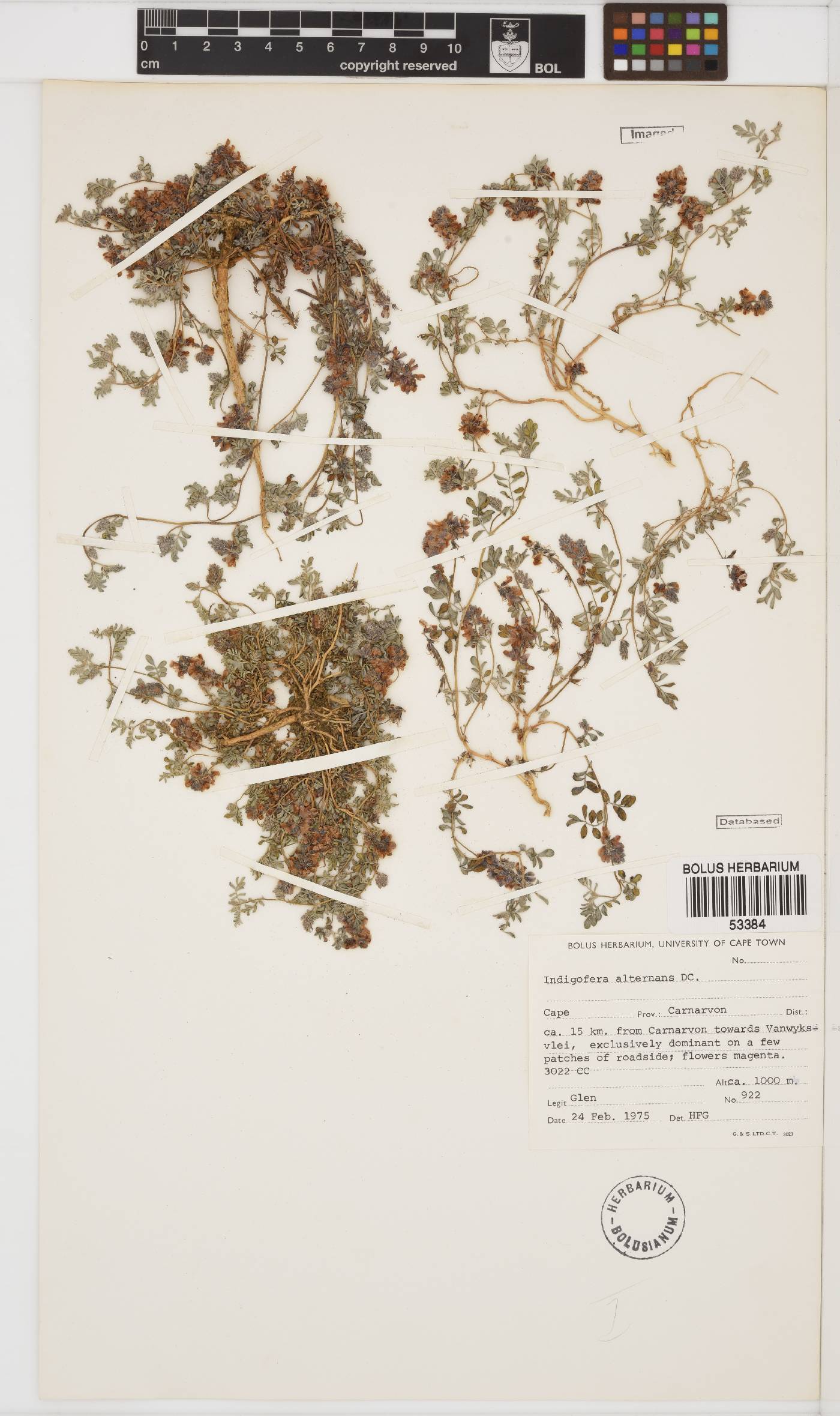 Indigofera alternans image