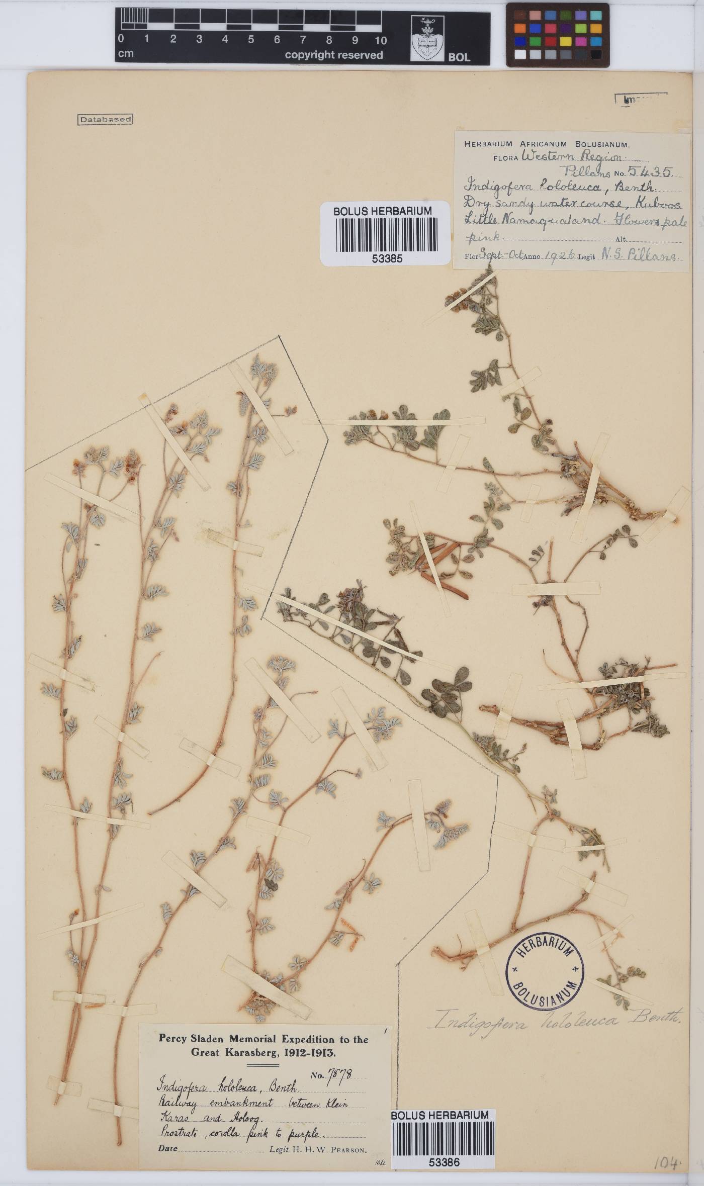 Indigofera hololeuca image