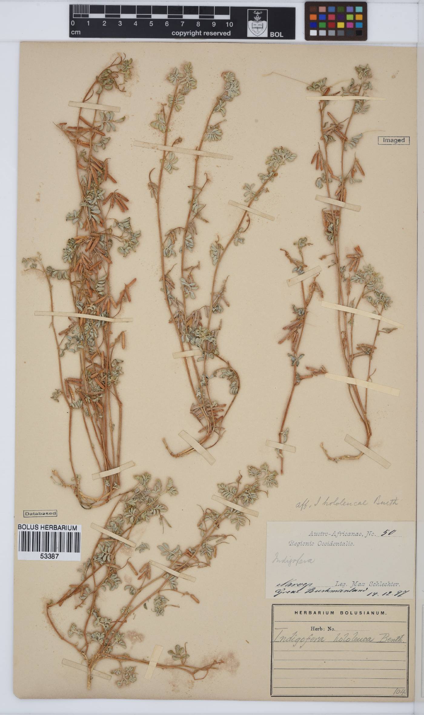 Indigofera hololeuca image