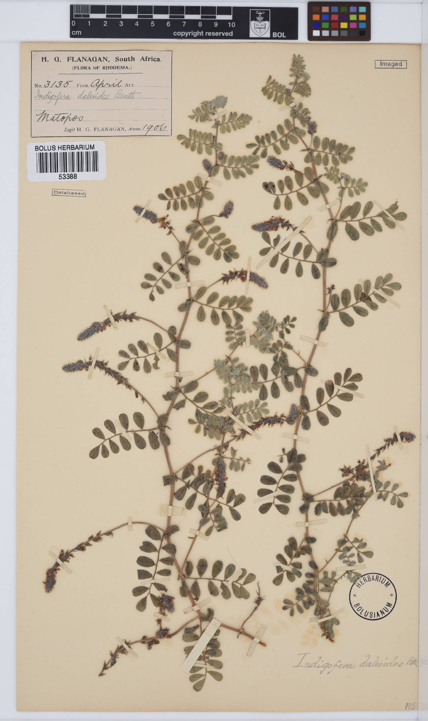 Indigofera daleoides image