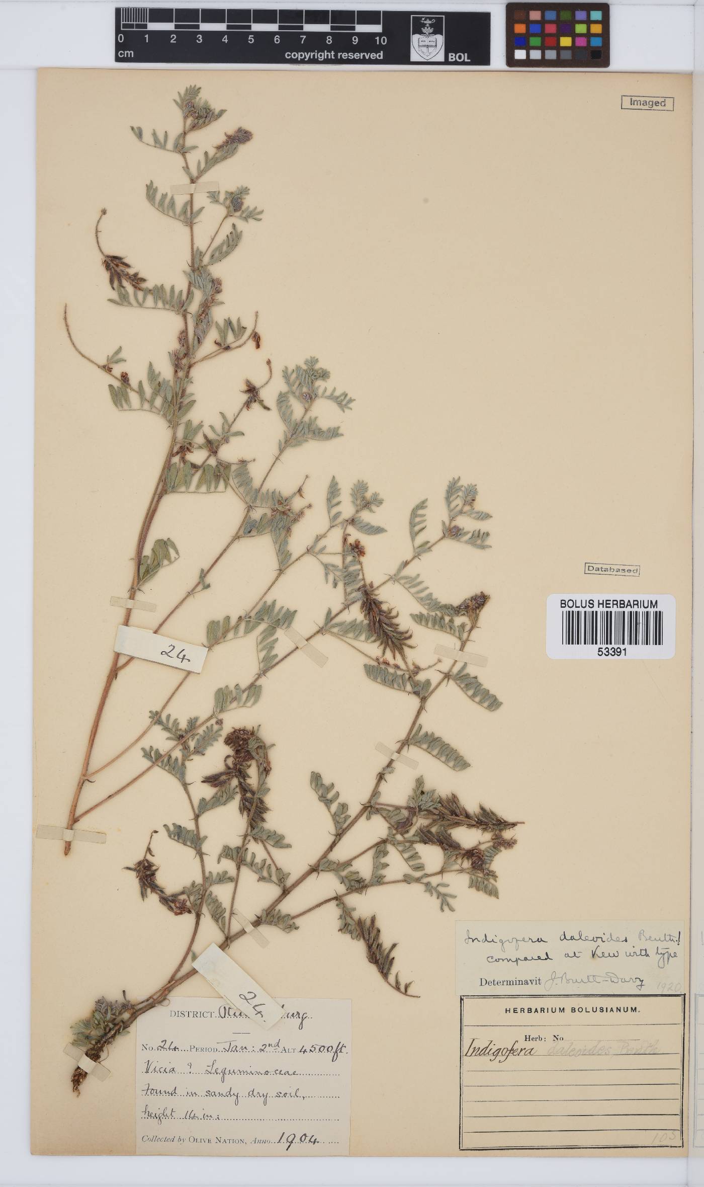 Indigofera daleoides image