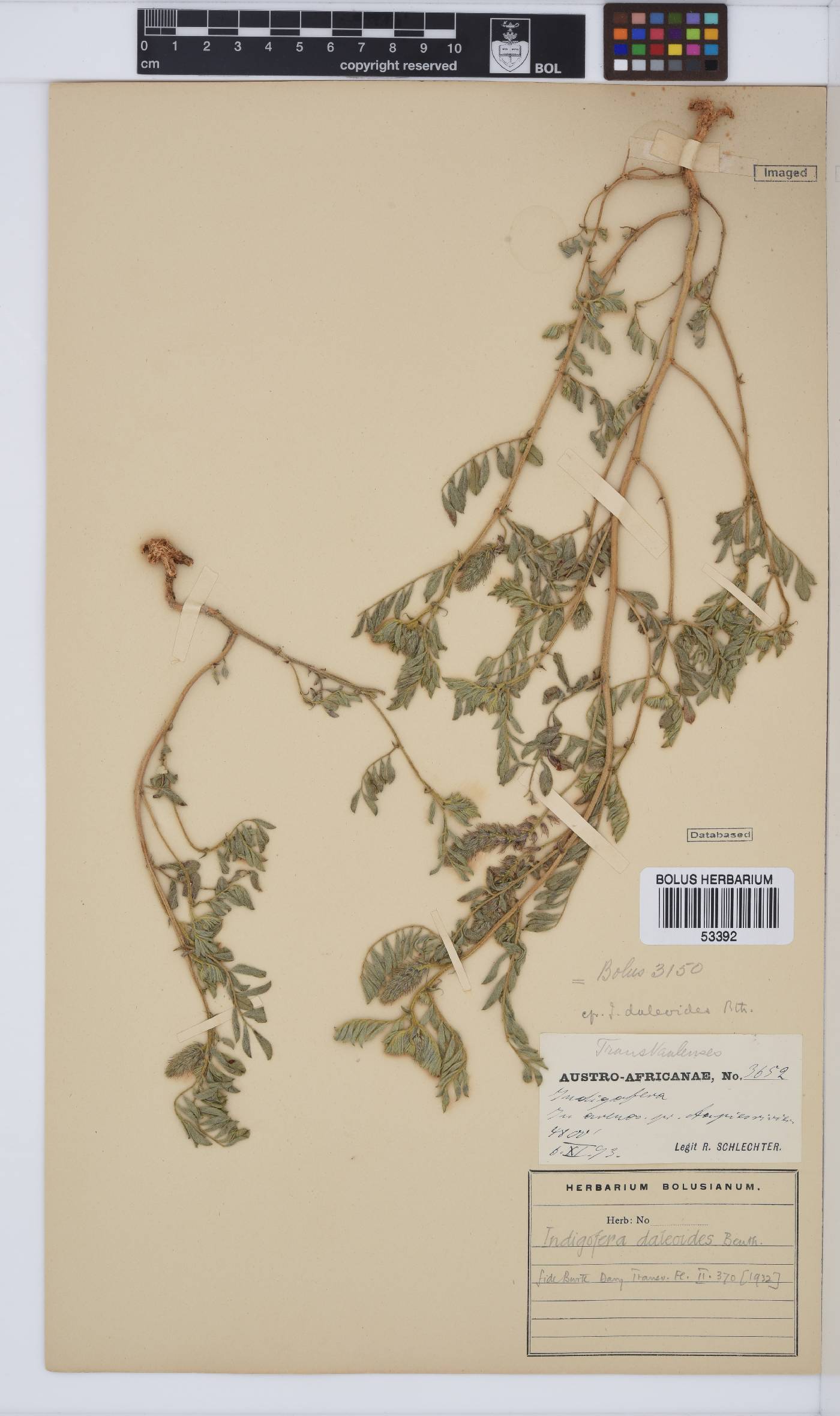 Indigofera daleoides image